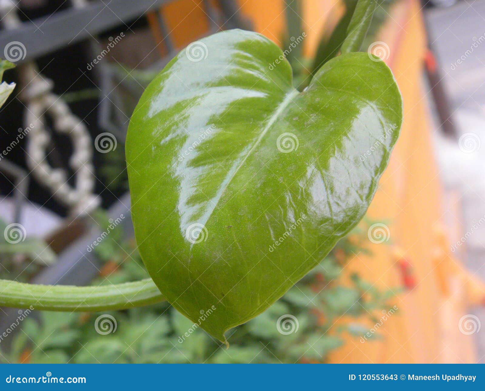 Folha Da Forma Do Coração Da Cor Verde Da Planta De Dinheiro Imagem de  Stock - Imagem de verde, jardinar: 120553643