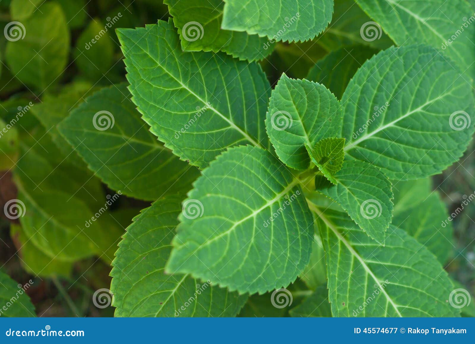 Folha da hortênsia imagem de stock. Imagem de naughty - 45574677, image size:1600x1161