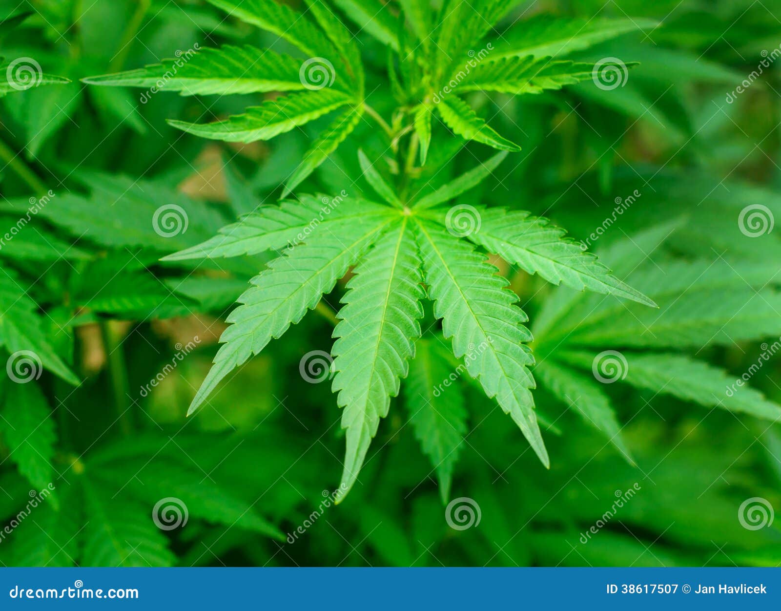 Folha da marijuana. Vista na folha verde da marijuana no campo