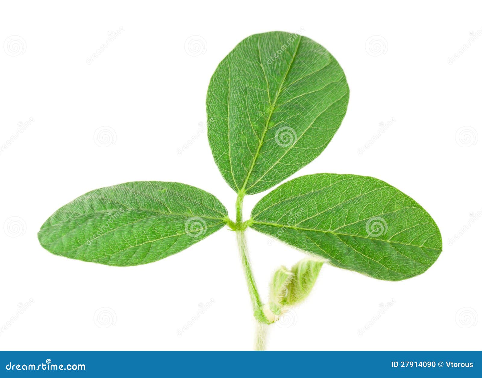 Folha Da Soja Foto De Stock Imagem De Soja Folha 27914090