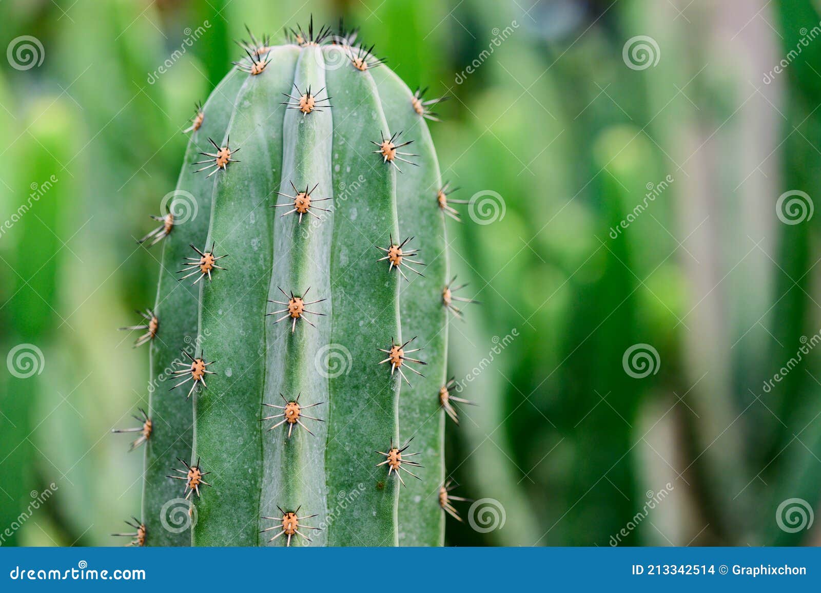 Folha De Palma De Açúcar De Cacto Para Decoração No Jardim Foto de Stock -  Imagem de fresco, arizona: 213342514