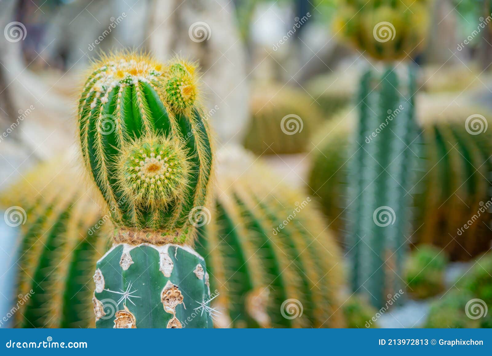 Folha De Palma De Açúcar De Cacto Para Decoração No Jardim Imagem de Stock  - Imagem de ninguém, paisagem: 213972813