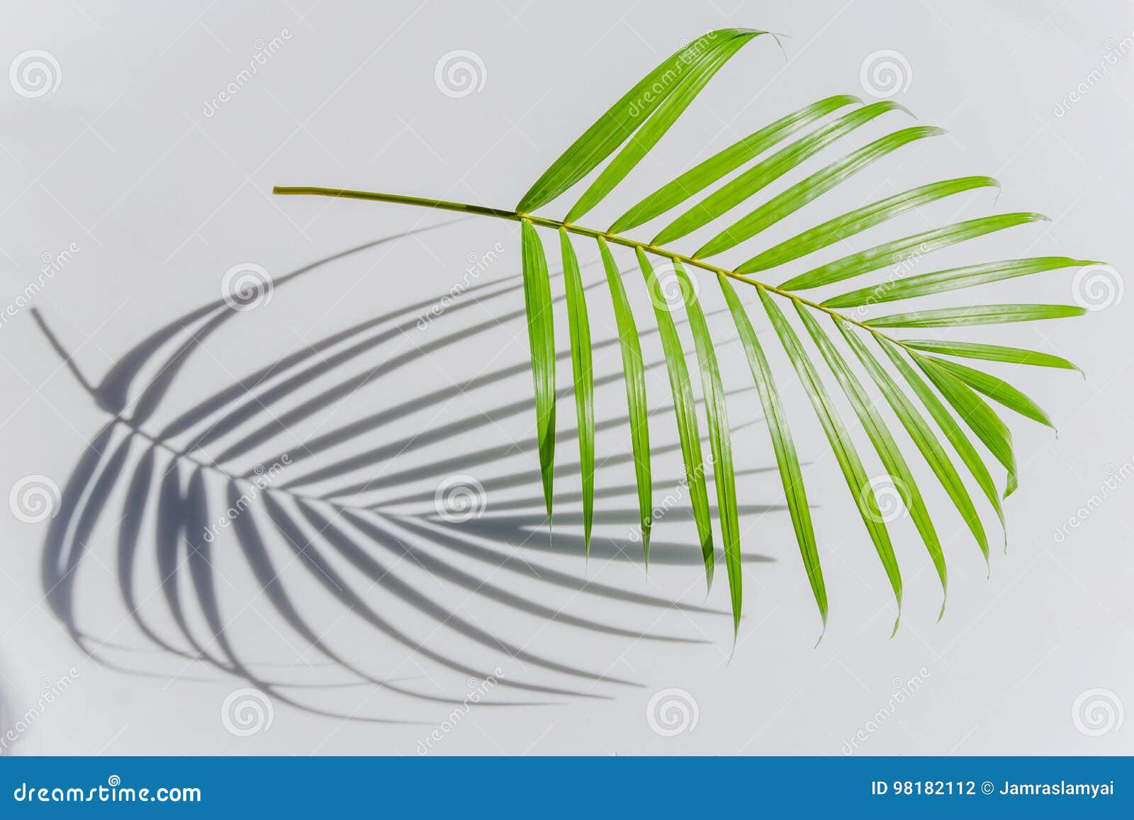 Folha de palmeira e sombras em uma parede branca. Feche acima da folha de palmeira e das sombras em uma parede branca