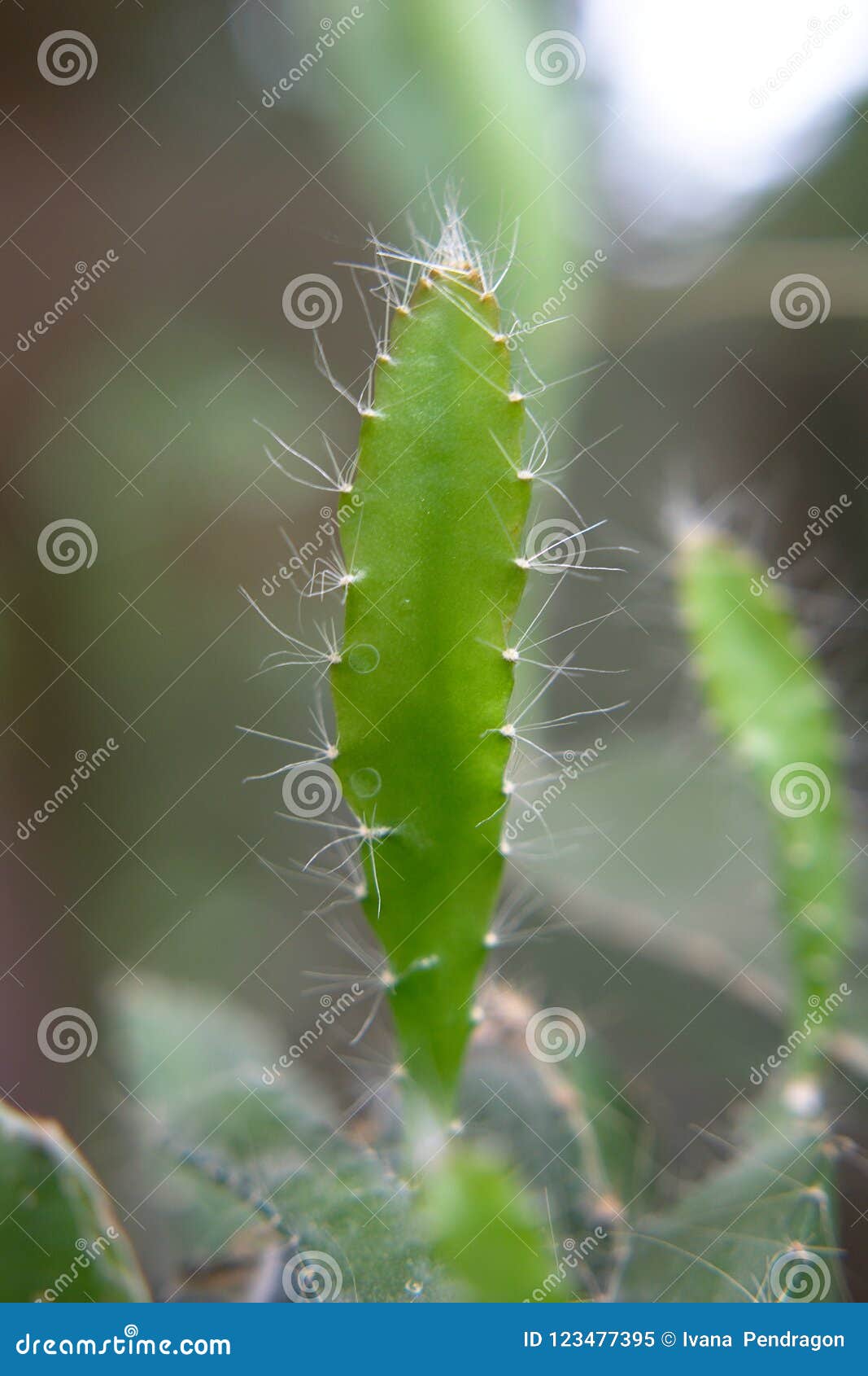 Folha do cacto imagem de stock. Imagem de espinhos, flora - 123477395