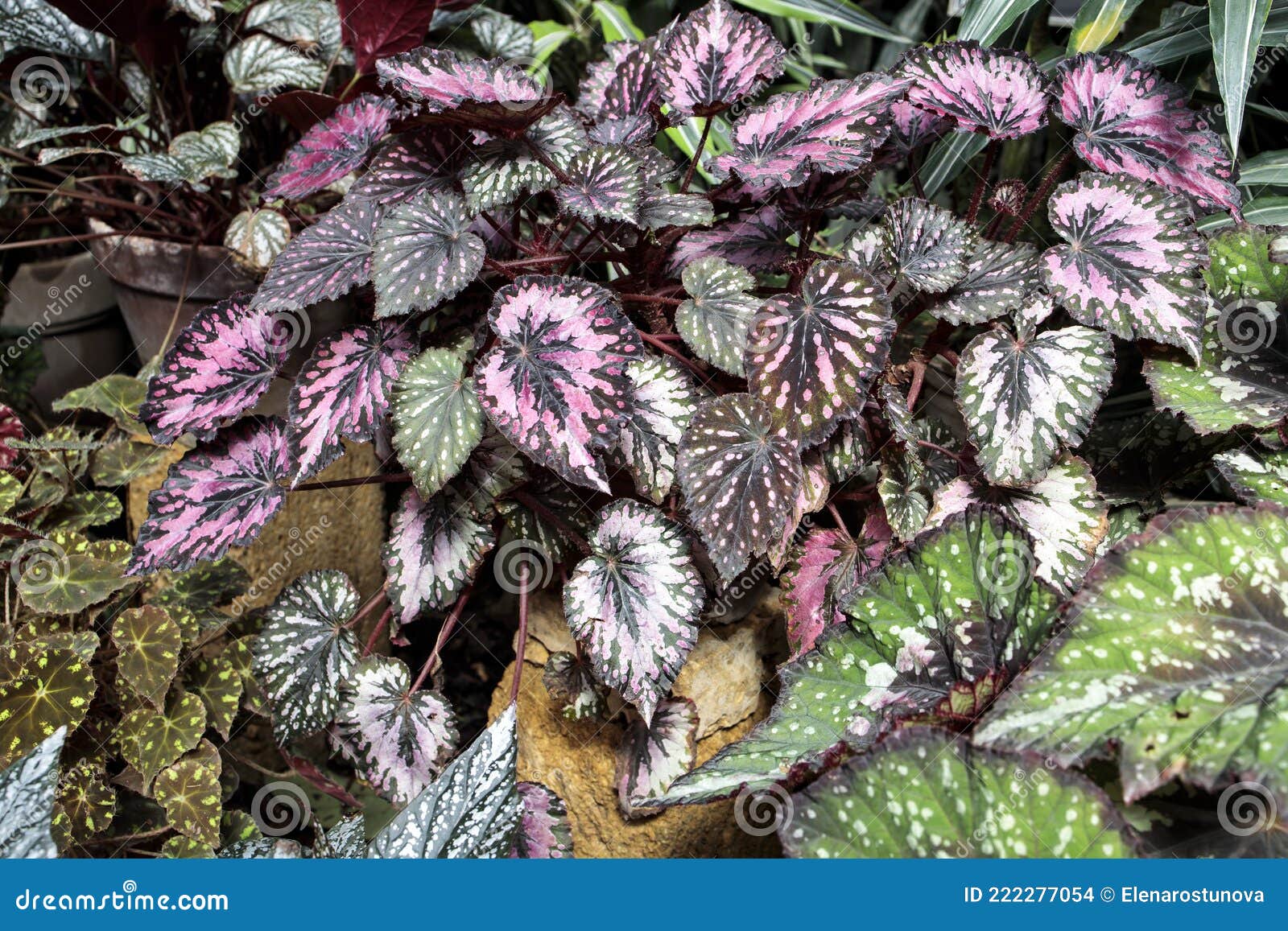 Folha Rex Begonia Com Padrão De Folha Verde E Rosa Foto de Stock - Imagem  de folha, jardim: 222277054