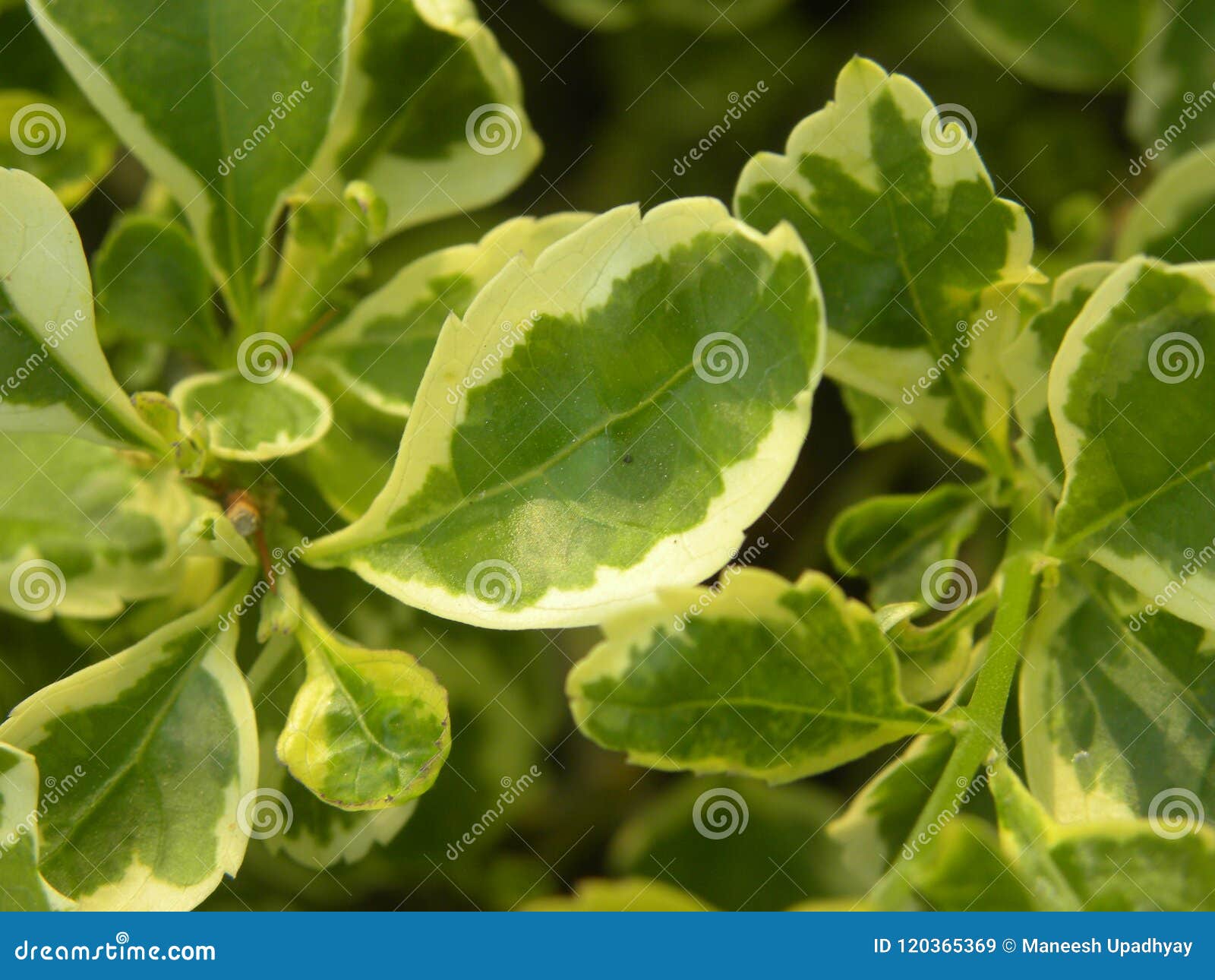 Folha Verde E Amarela Da Cor Da Planta Dourada Da Gota De Orvalho Imagem de  Stock - Imagem de casa, beleza: 120365369