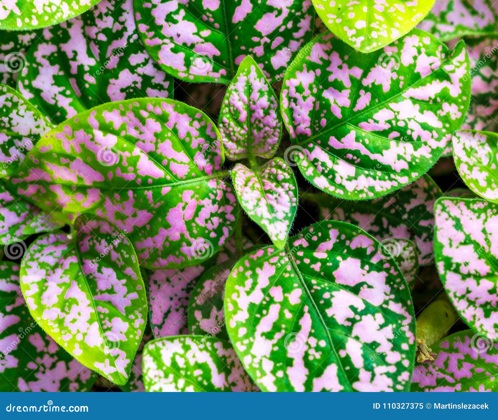 Folha Verde E Roxa, Detalhe Decorativo Da Planta Imagem de Stock - Imagem  de erva, elemento: 110327375