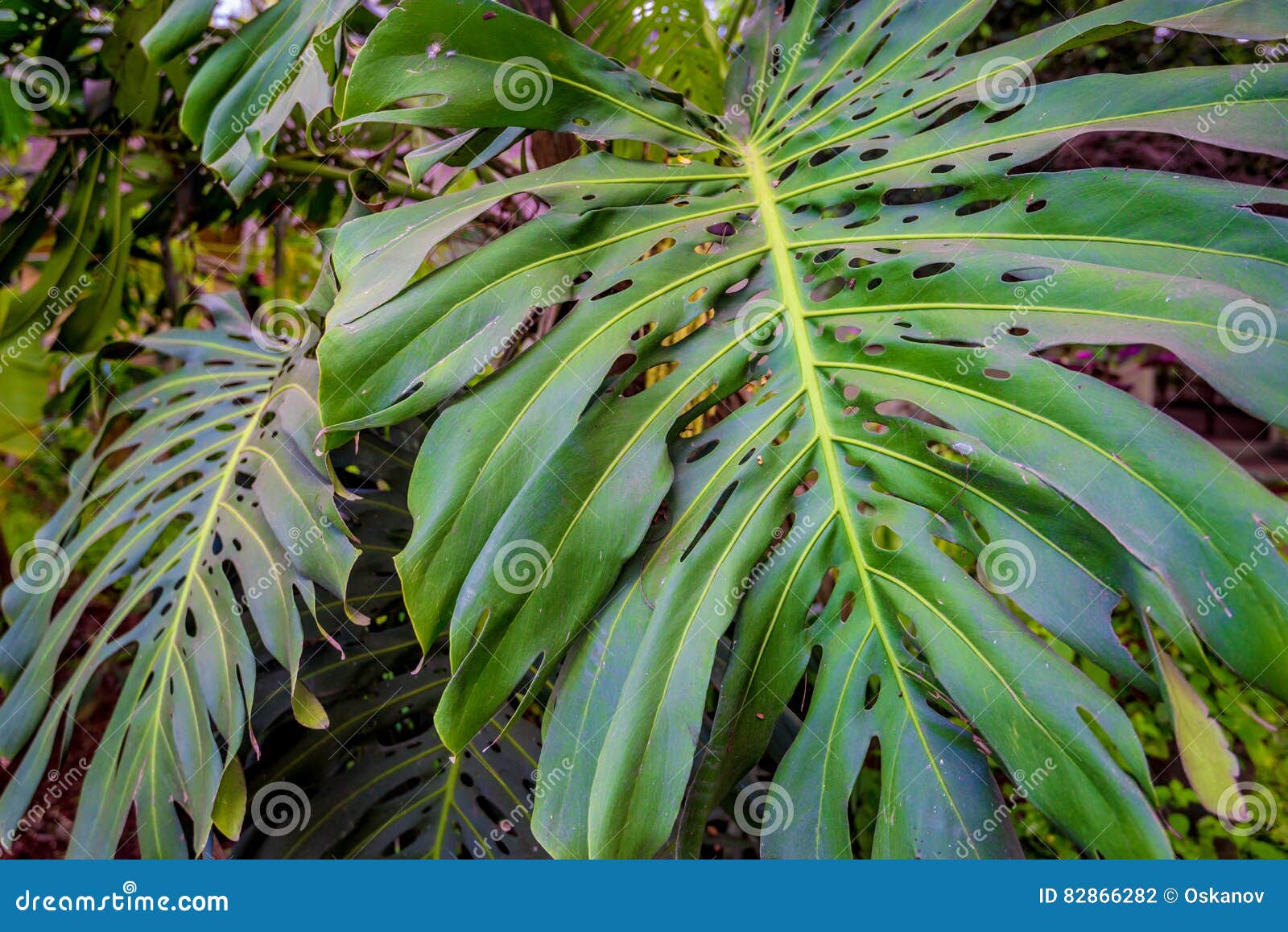 Folha Verde Grande Da Planta De Monstera Foto de Stock - Imagem de ninguém,  vida: 82866282