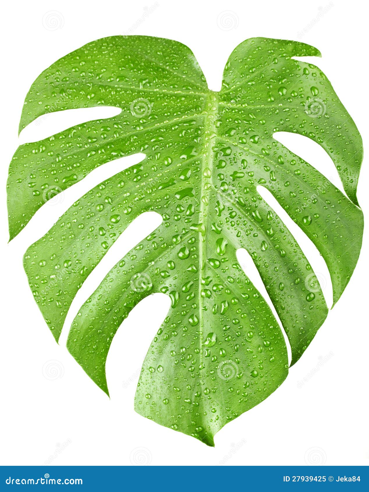 A Folha Verde Grande Da Planta De Monstera Com água Deixa Cair Imagem de  Stock - Imagem de folha, nave: 27939425