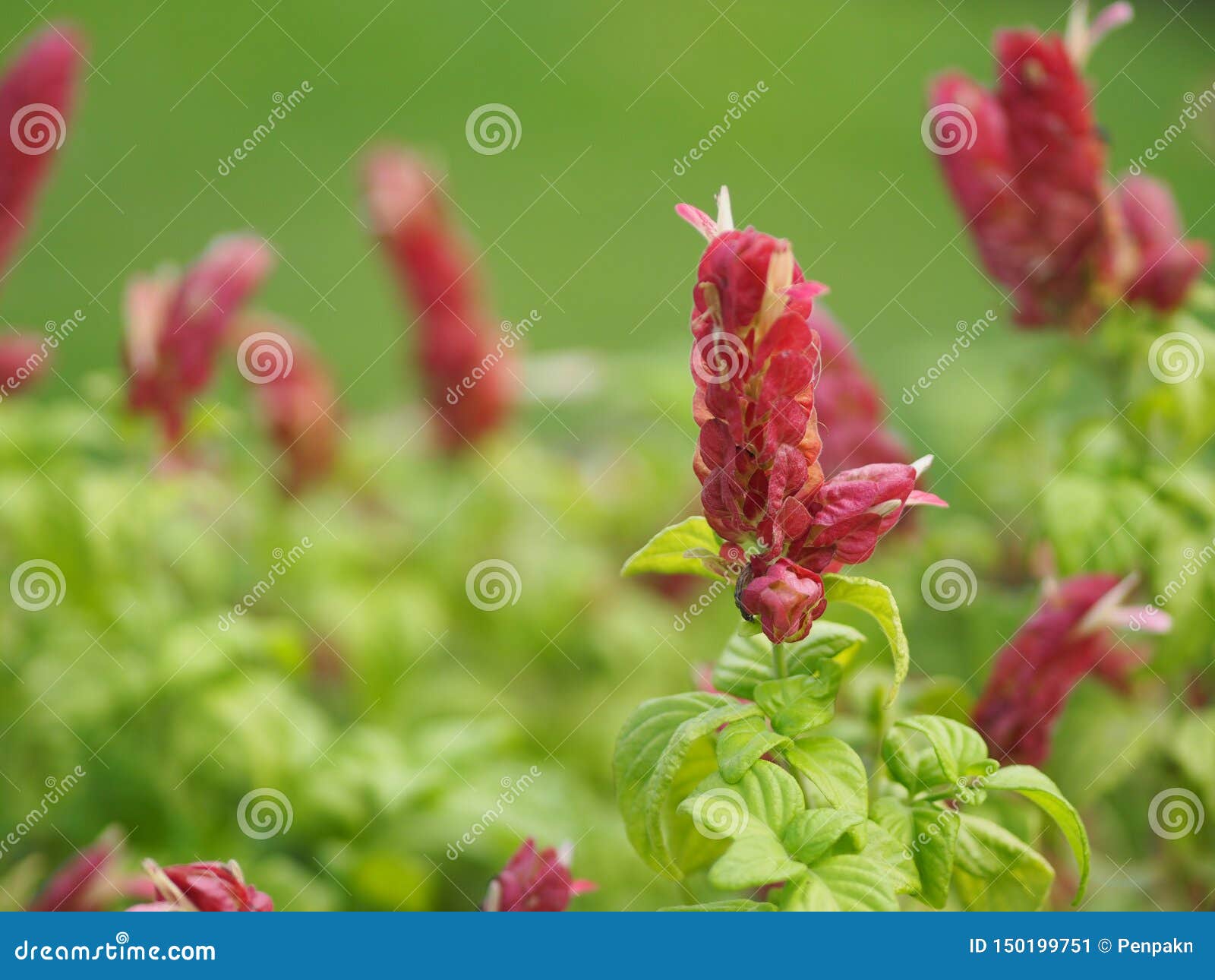 Folha Vermelha Cor-de-rosa De Justicia Brandegeana Do Nome Da Flor única,  Oposto, Alternativo, Perpendicular, Lanceolate, Folha, Imagem de Stock -  Imagem de fresco, exterior: 150199751