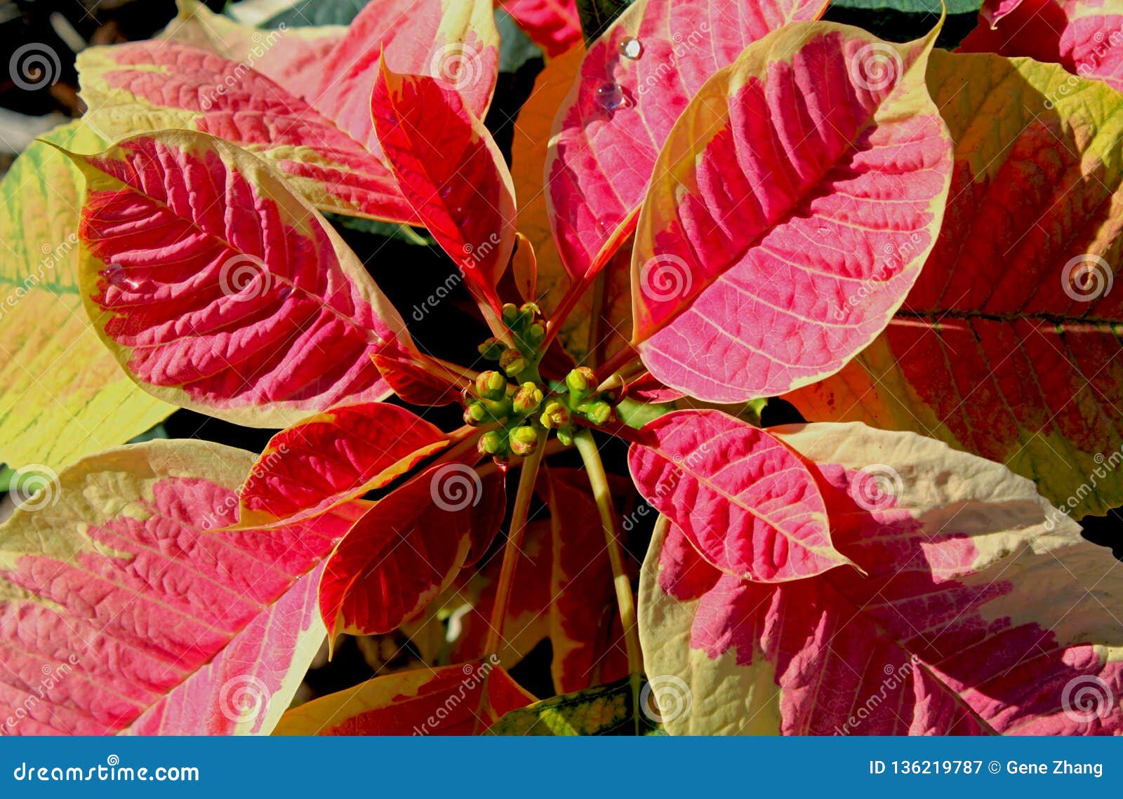 Folha Vermelha De Flores Do Natal Imagem de Stock - Imagem de flores,  principal: 136219787