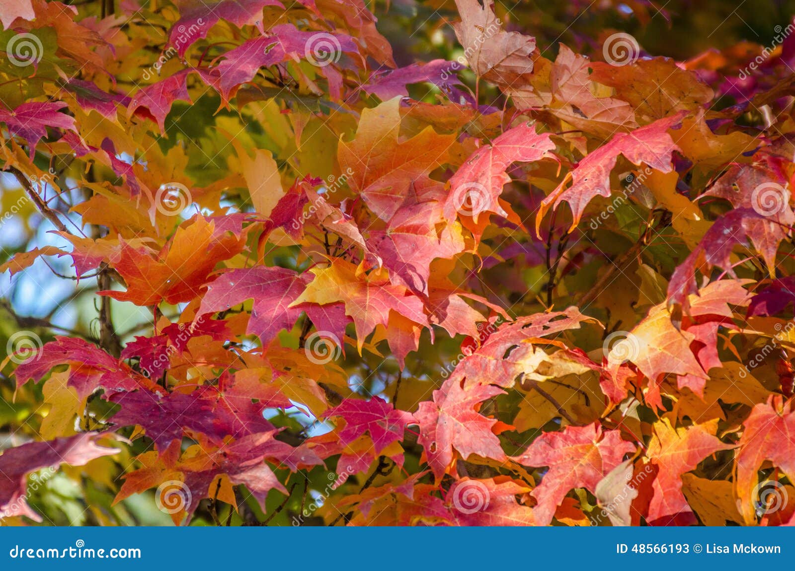 Folha, árvore de bordo vermelho. Cores bonitas das folhas de bordo vermelhas da queda na árvore