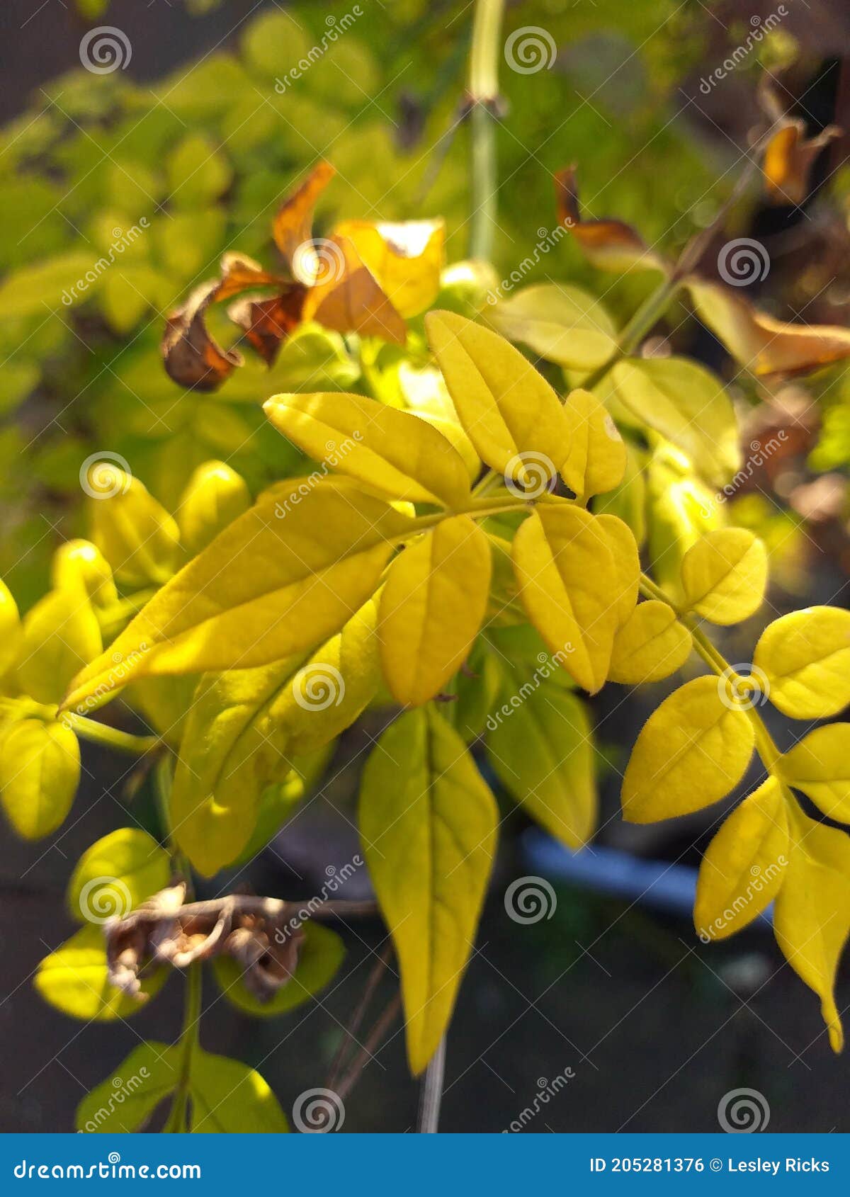 Folhas Amarelas E Verdes-claras De Uma Jasmim Foto de Stock - Imagem de  alimento, flor: 205281376