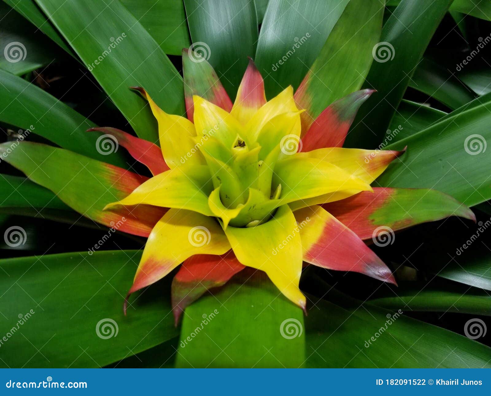 Folhas Amarelas E Vermelhas De Bromélias Tropicais Foto de Stock - Imagem  de mola, flora: 182091522