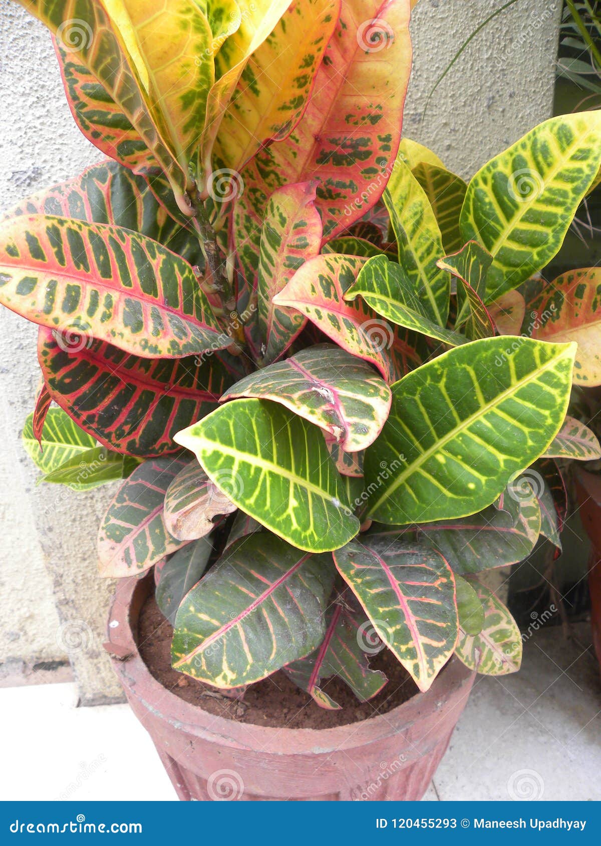 Folhas Coloridas Da Planta Do Croton Imagem de Stock - Imagem de parque,  jardinar: 120455293