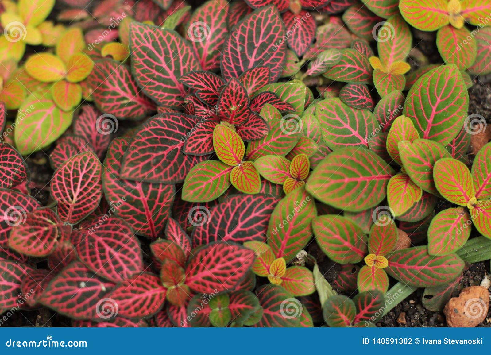 Folhas Coloridas Da Planta Do Nervo Foto de Stock - Imagem de casa,  americano: 140591302