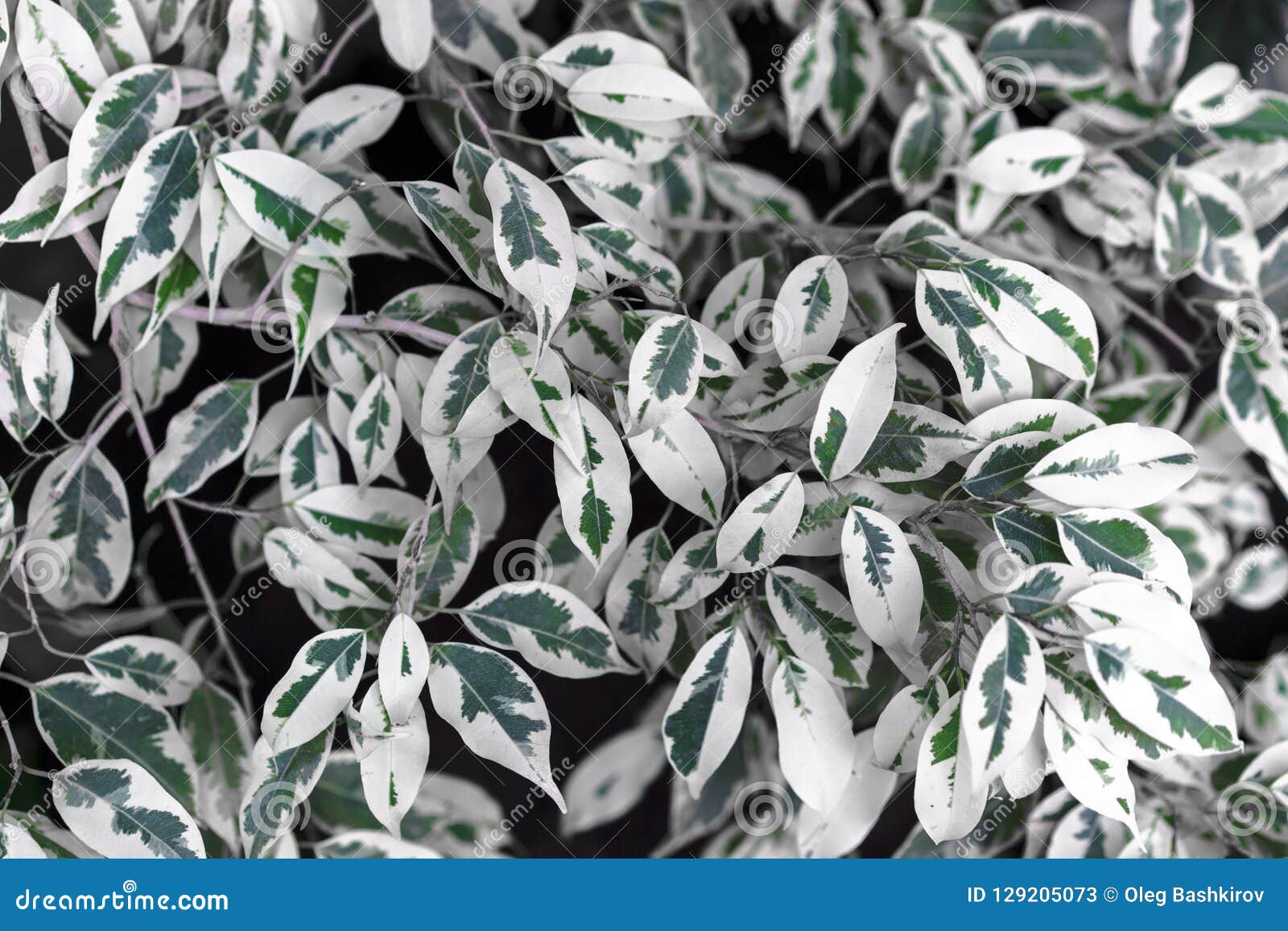 Folhas Da Planta Branca E Verde Como Um Fundo Imagem de Stock - Imagem de  brilhante, beleza: 129205073