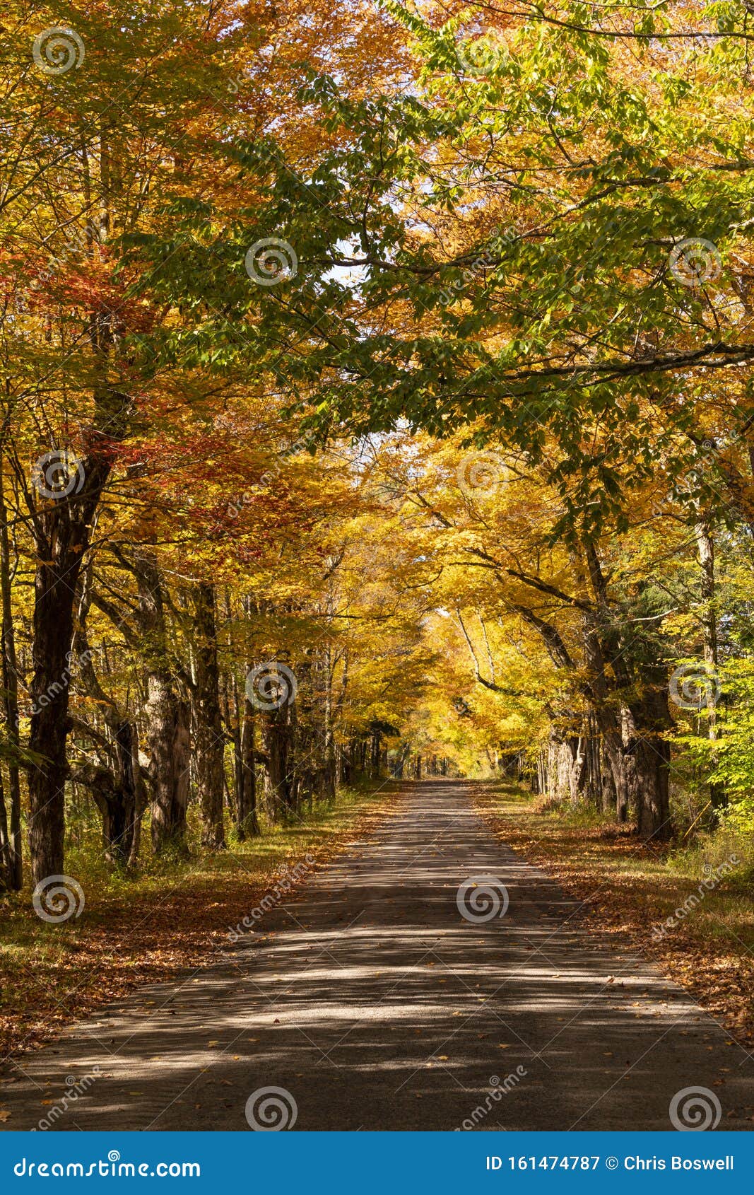 Folhas de outono caindo na estrada