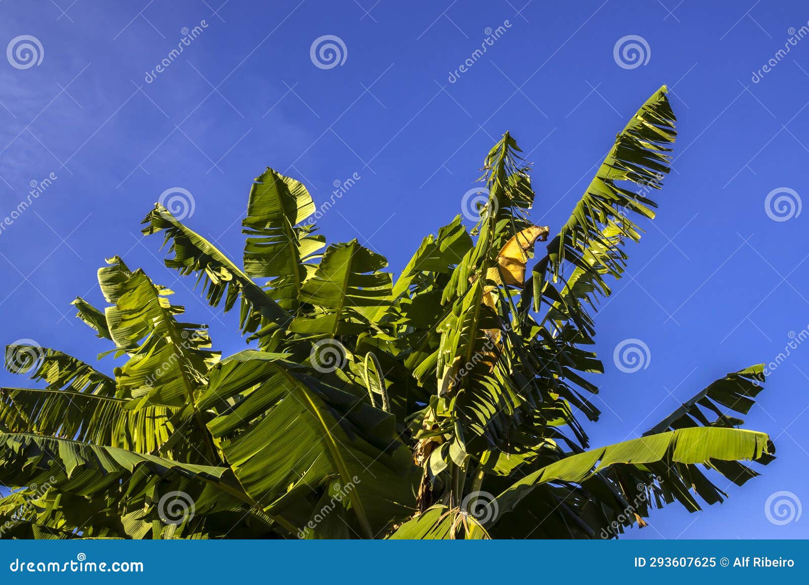 Folhas De Bananeira Com Fundo Azul Imagem de Stock - Imagem de palma ...