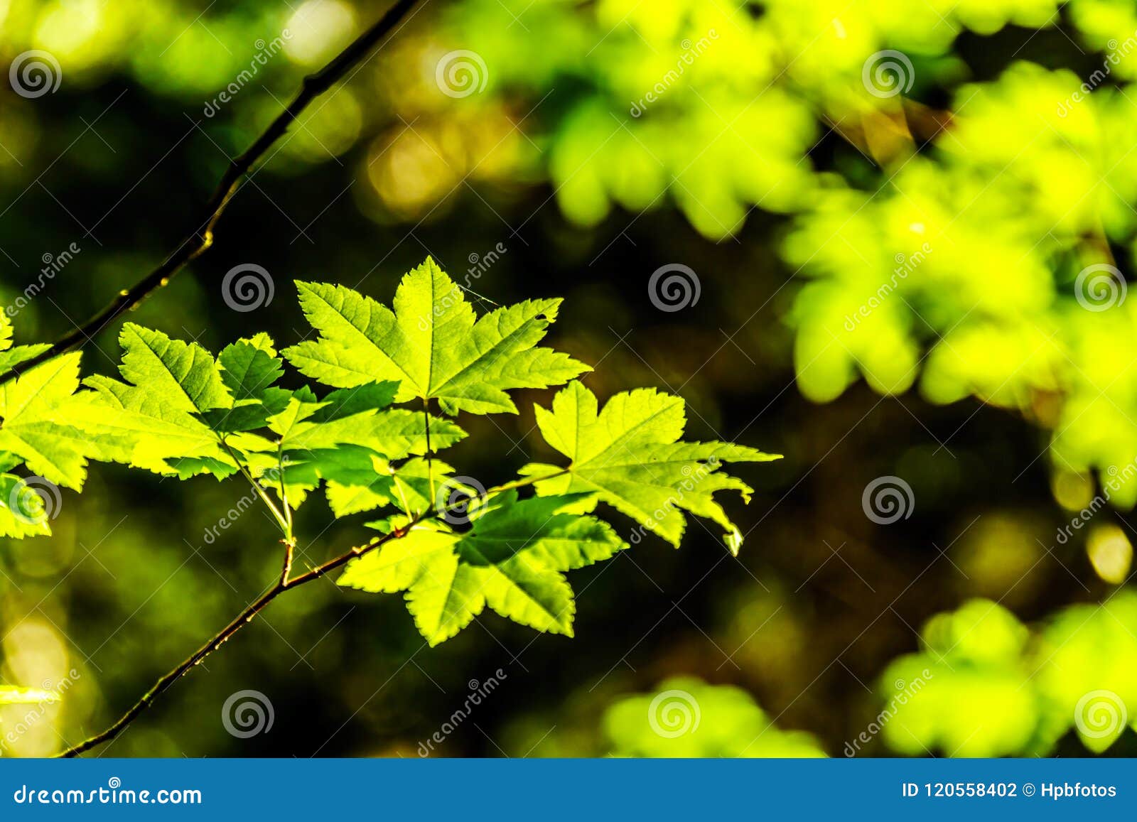 Folhas de bordo verdes frescas em uma floresta no Columbia Britânica, Canadá. Close up das folhas de bordo verdes frescas em uma floresta, também emblema nacional do ` s de Canadá, no Columbia Britânica, Canadá