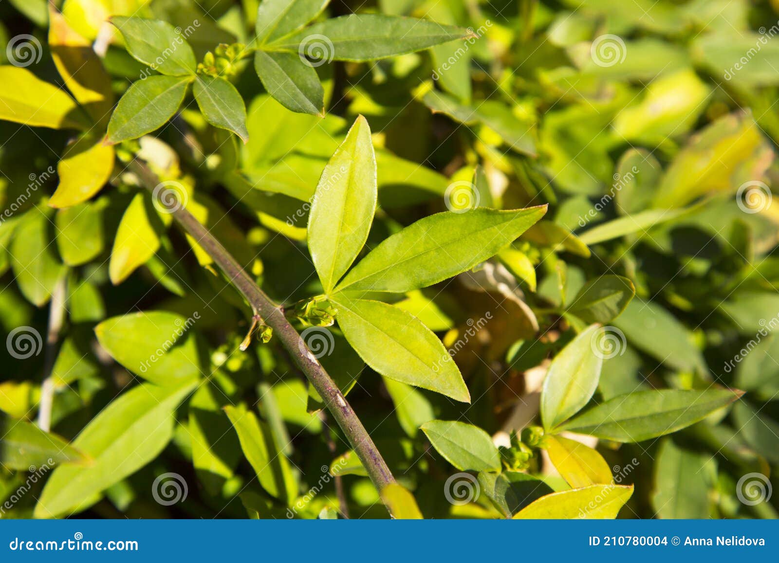 Folhas De Jasmim Amarelas Num Galho No Jardim, Verde Fundo Natural  Brilhante Folhas Verdes Primor Foto de Stock - Imagem de fundo, pétala:  210780004