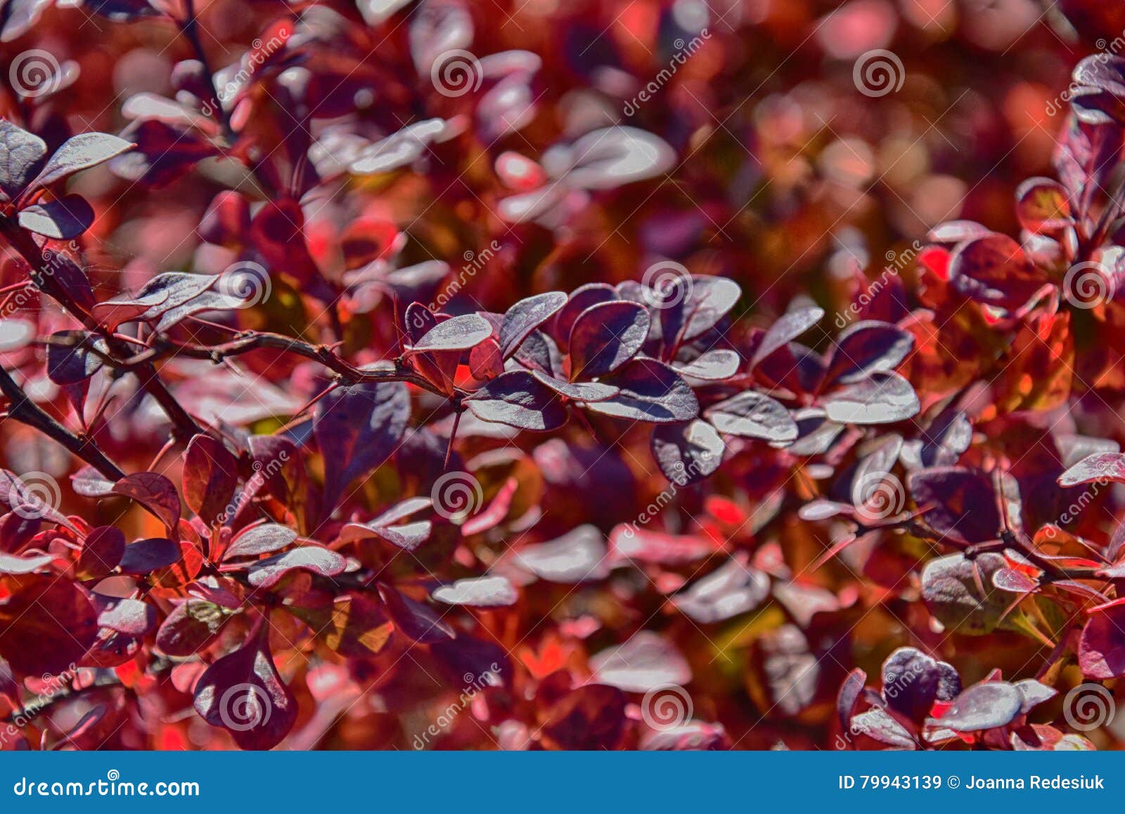 Folhas de outono vermelhas bonitas em uma árvore pequena