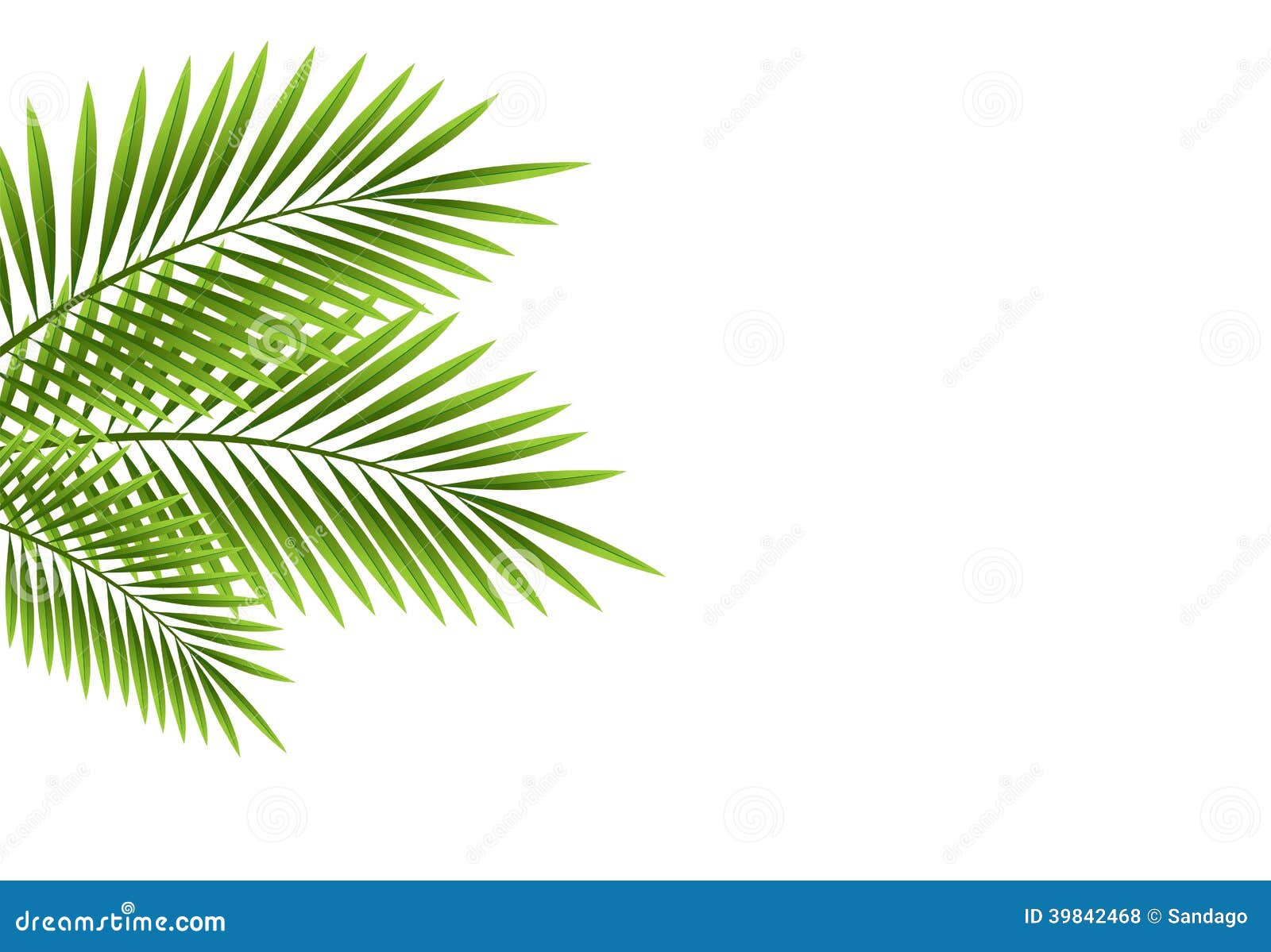 Featured image of post Folha Palmeira Vetor Png Baixe esta imagem folhas de palmeira folha coco palm clipart png gratuitamente