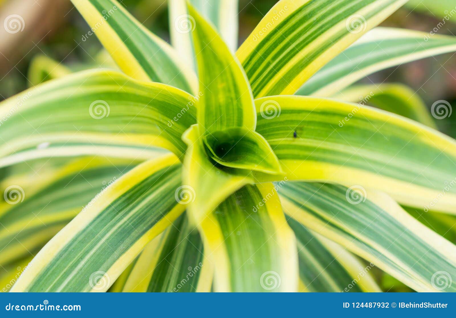 Folhas Decorativas Amarelas Verdes Da Planta Foto de Stock - Imagem de  bonito, folha: 124487932