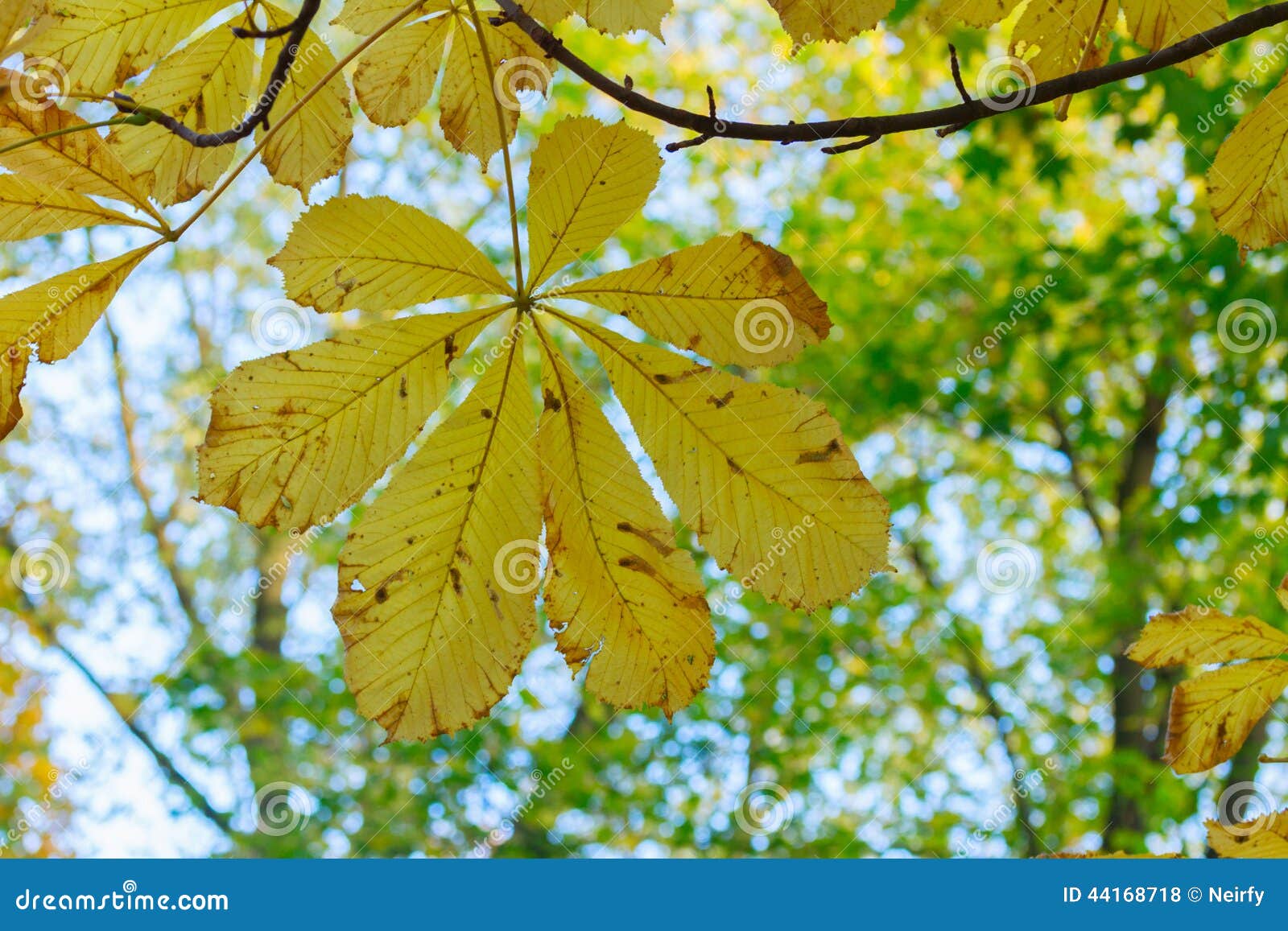 Folhas do amarelo no parque do outono. Fim amarelo da folha do chestnue acima no parque colorido do outono