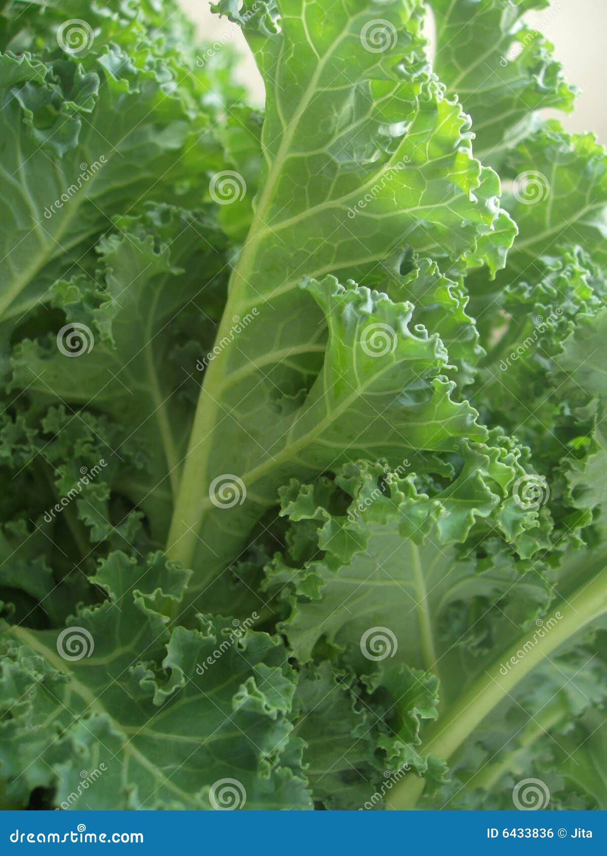 Folhas do kale Curly foto de stock. Imagem de grupo, erva 6433836