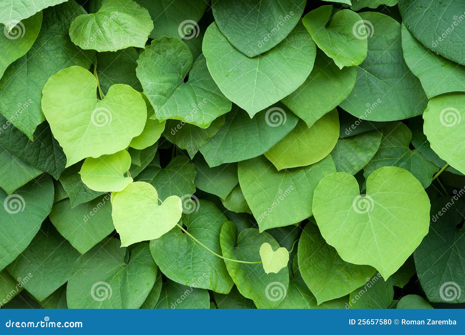 Folhas Na Forma De Um Coração Foto de Stock - Imagem de verde, nave:  25657580