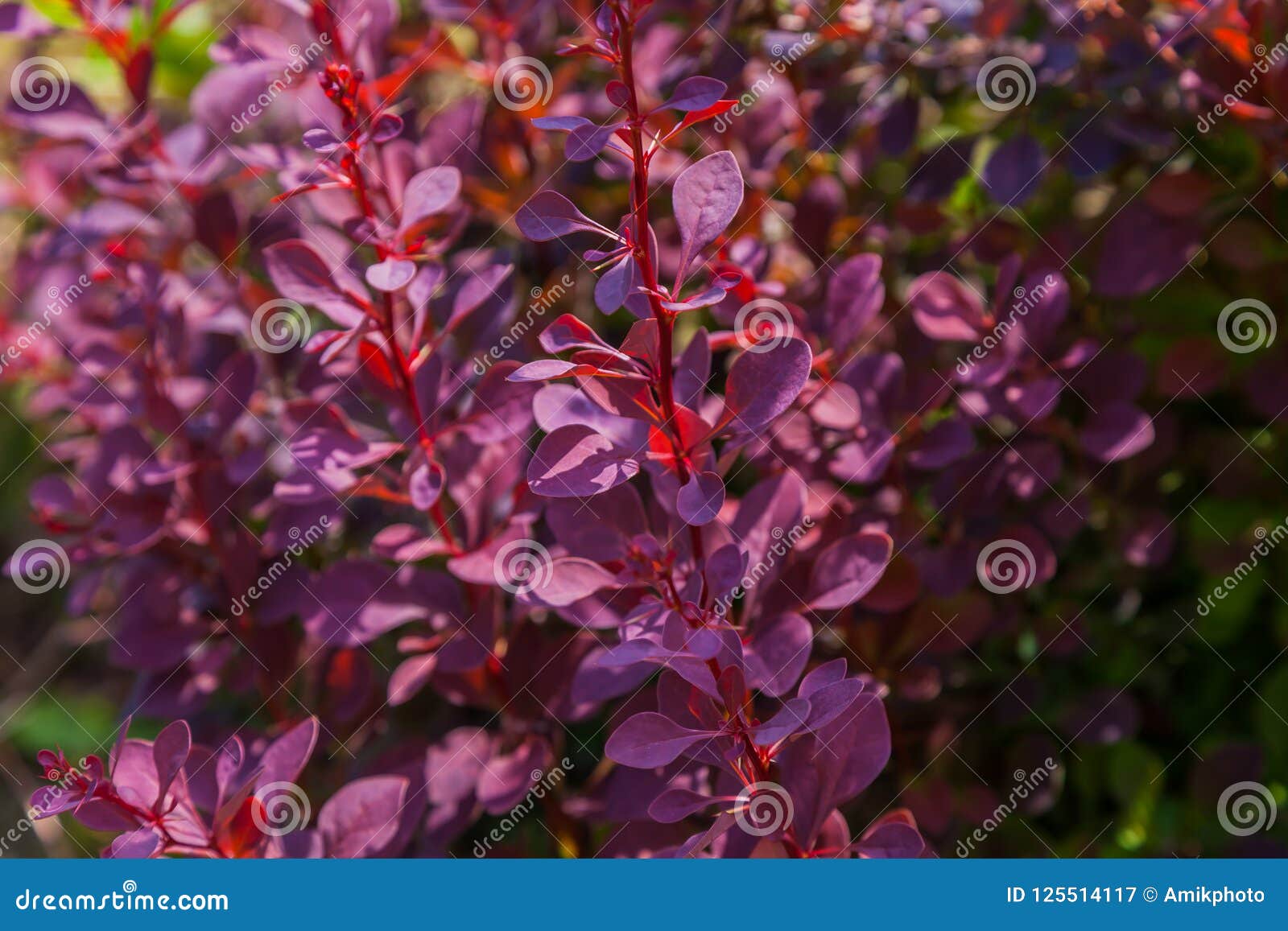 Folhas Roxas Das Plantas No Fundo Imagem de Stock - Imagem de projeto,  palma: 125514117