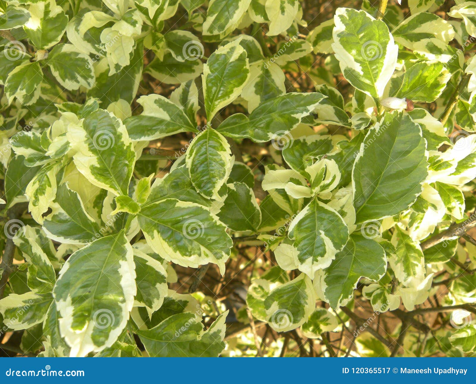 Folhas Verdes E Amarelas Da Cor Da Planta Dourada Da Gota De Orvalho Imagem  de Stock - Imagem de ambiental, jardinar: 120365517