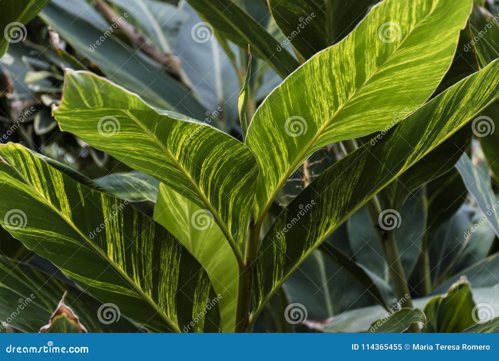 Folhas Verdes E Amarelas Da Planta Tropical Imagem de Stock - Imagem de  planta, detalhe: 114365455