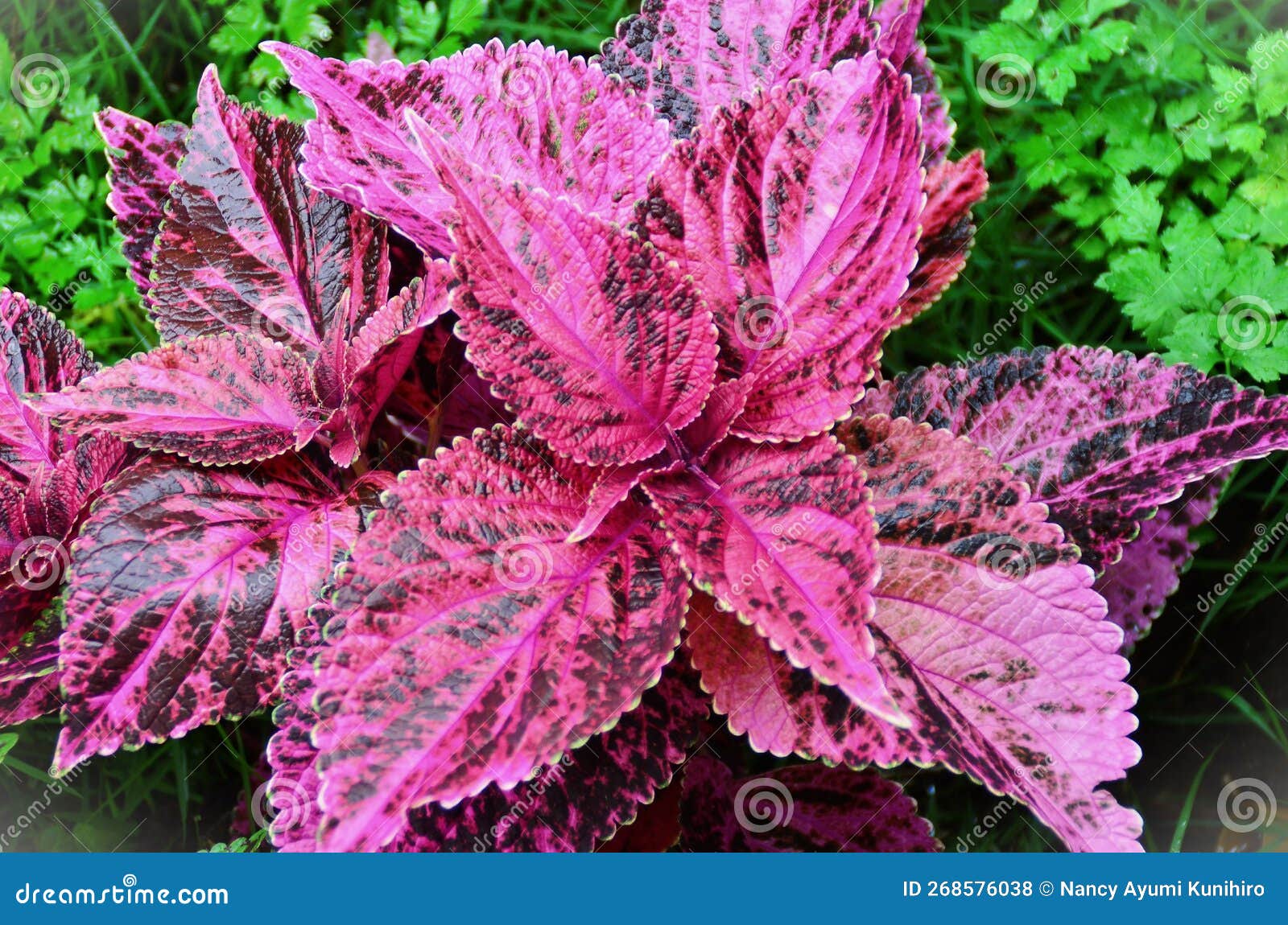 coleus hybrida foliage of pink with dark red color in the garden