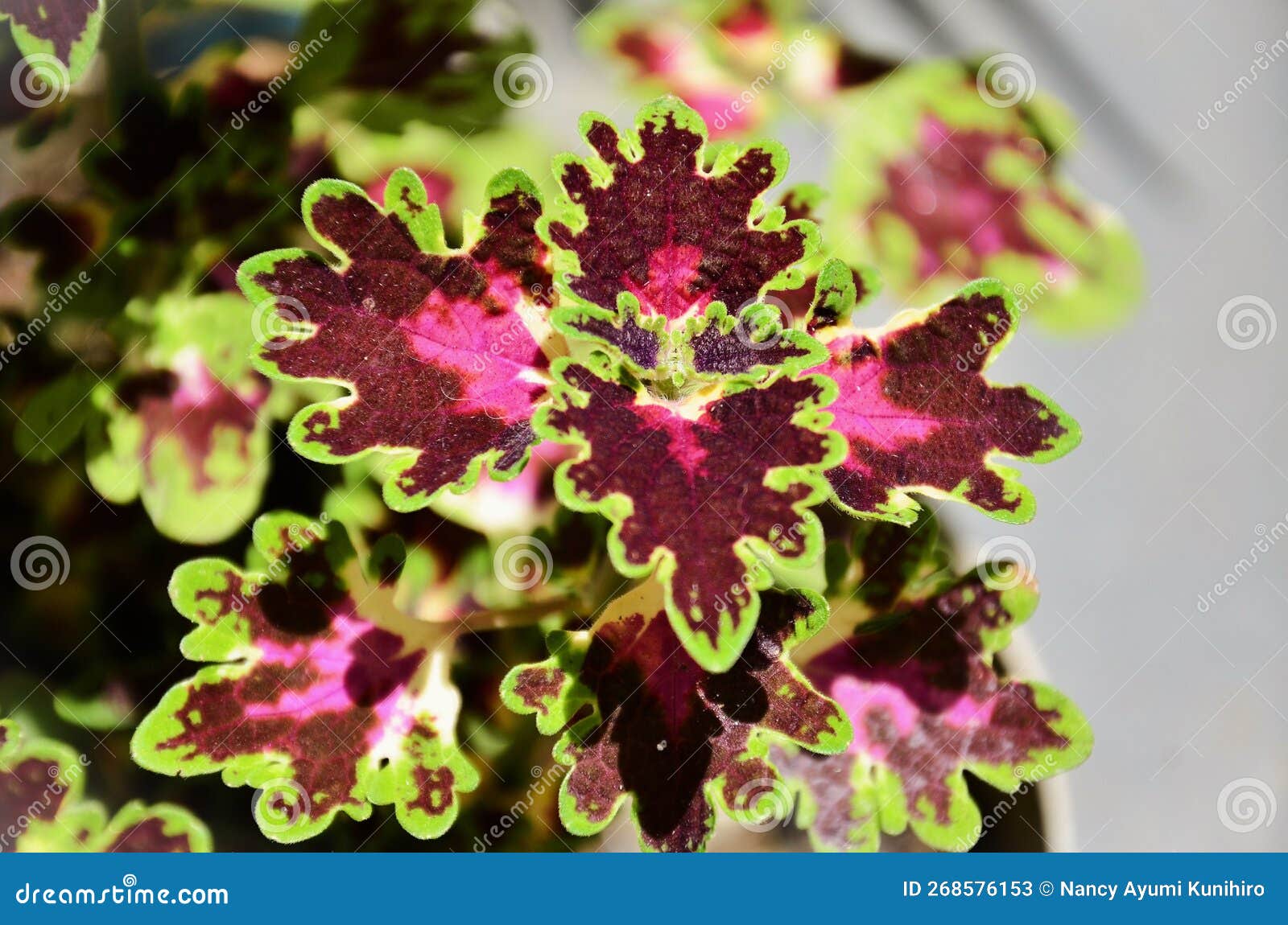 foliage of a curly green, dark red, pink and white coleus hybrida in the garden