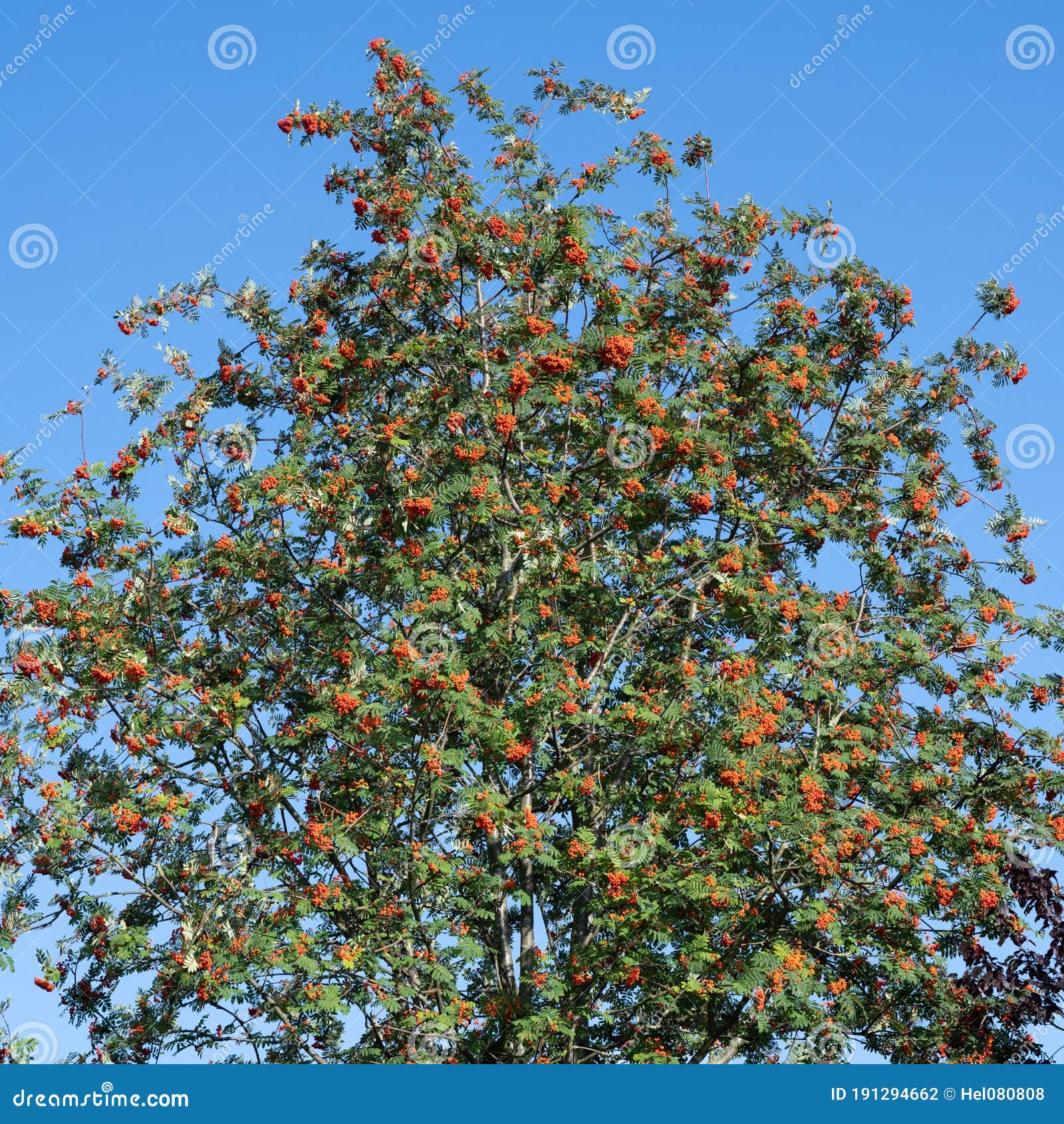 Foliage of European Rowan Tree - Sorbus Aucuparia - with Lots of Orange ...