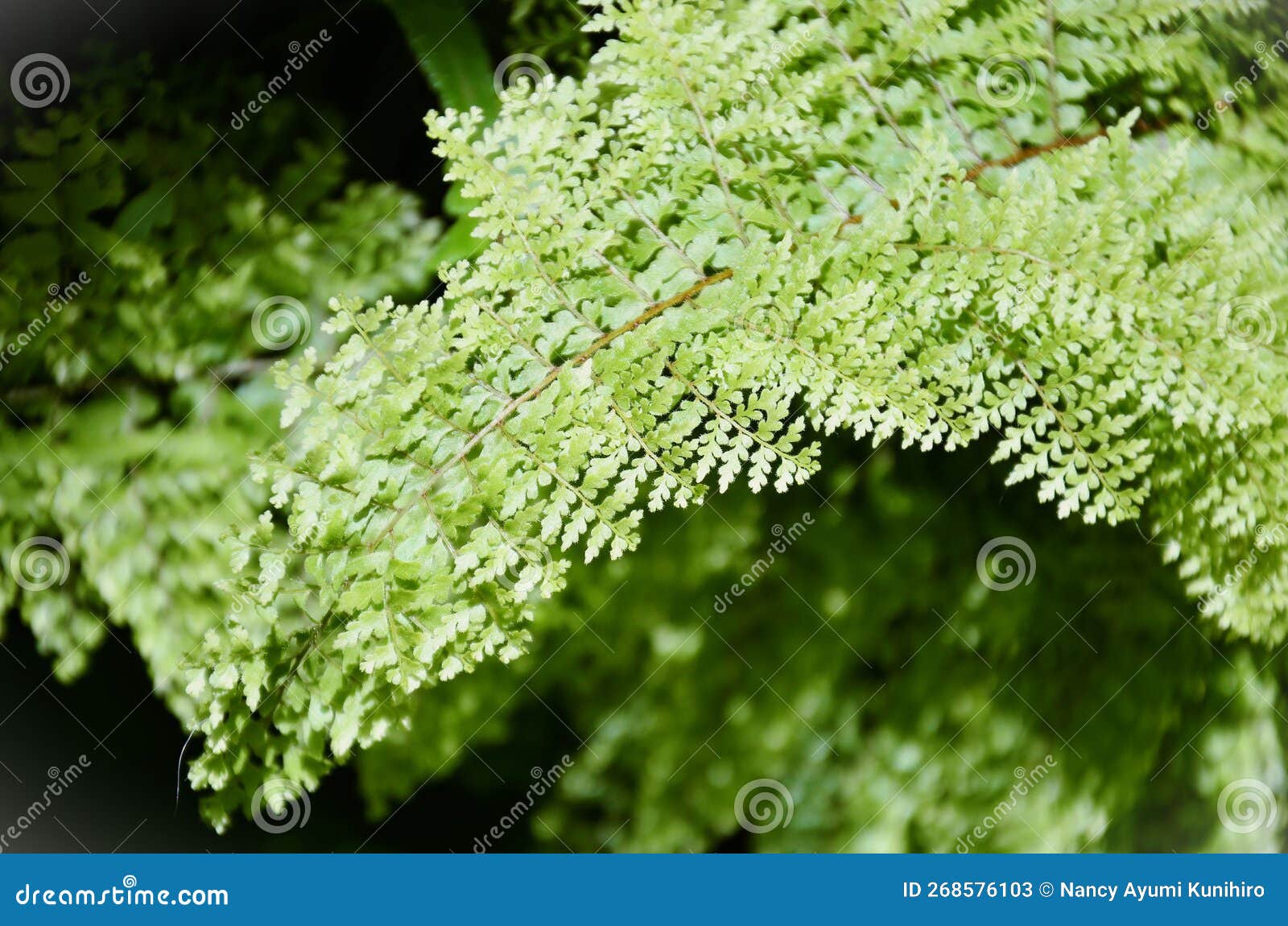 the foliage of the fern nephrolepis exaltata cv