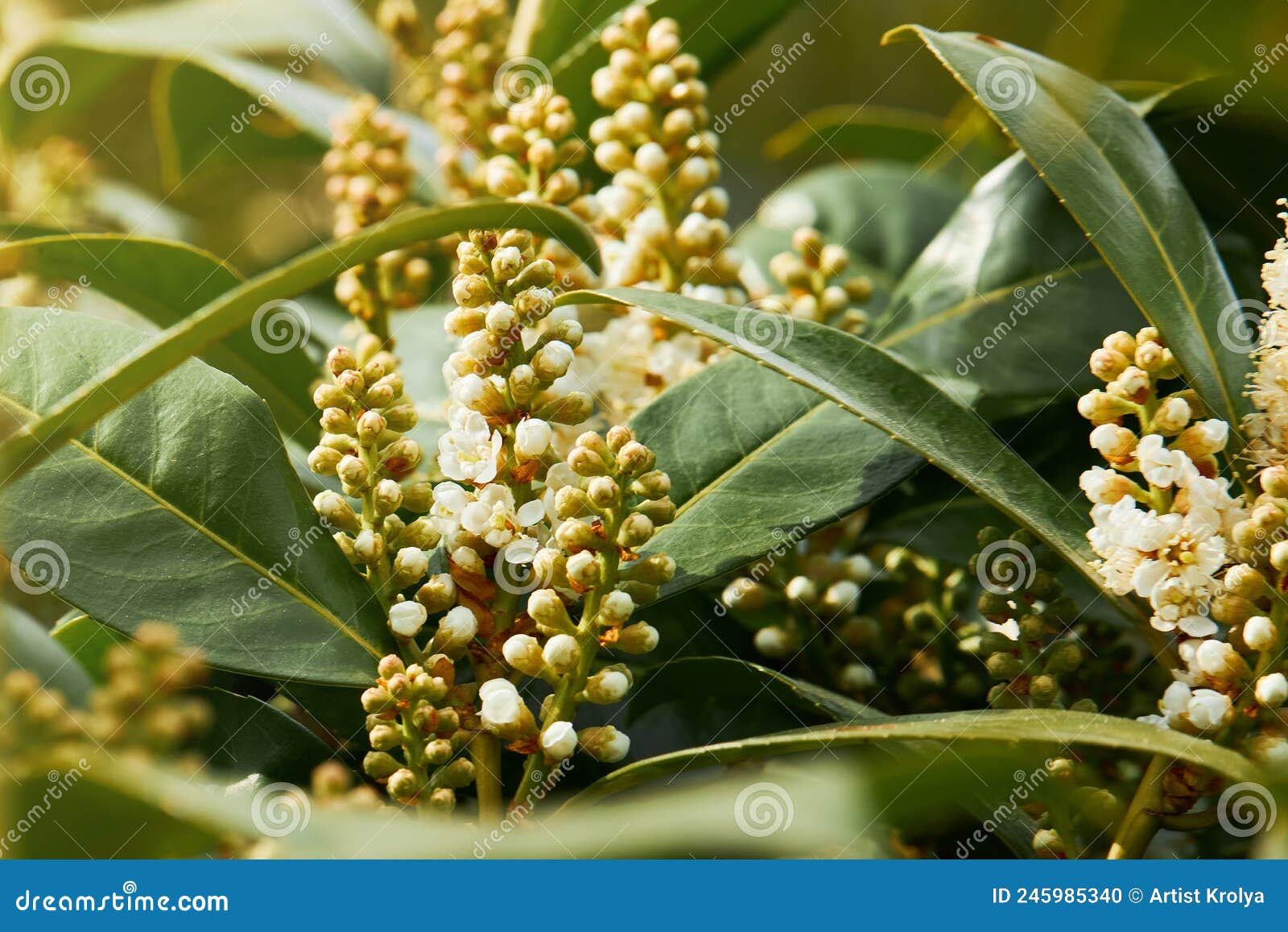foliage and flowers of prunus laurocerasus in spring.