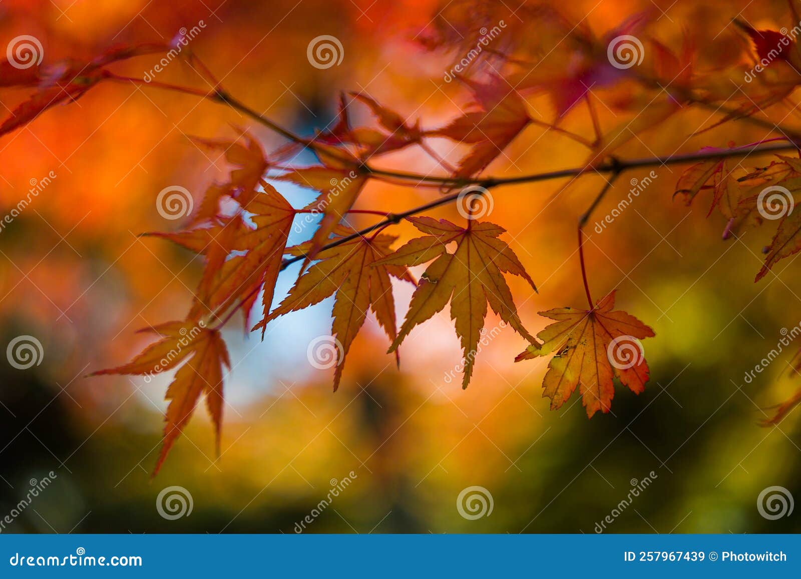 foliage of japanese maple tree