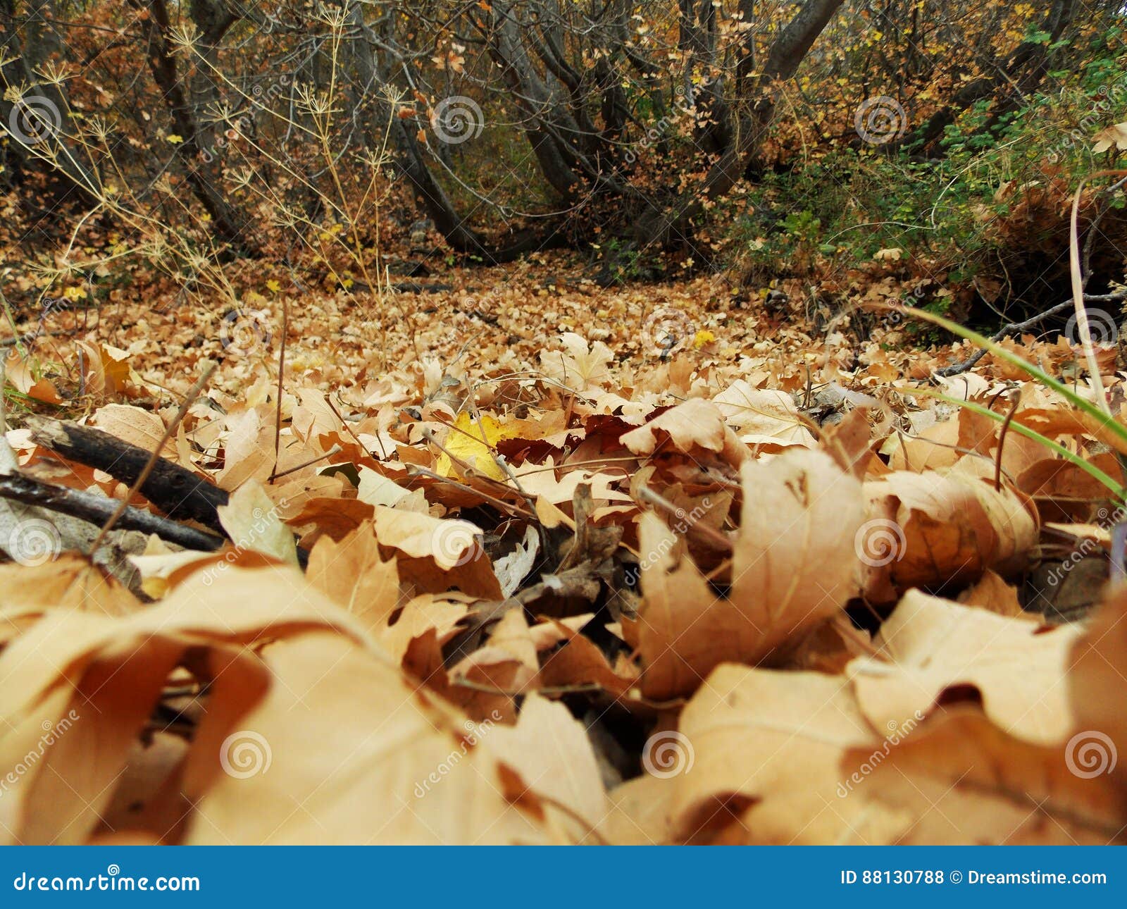 Foliage of Maple Trees in the Autumn Stock Photo Image of golden