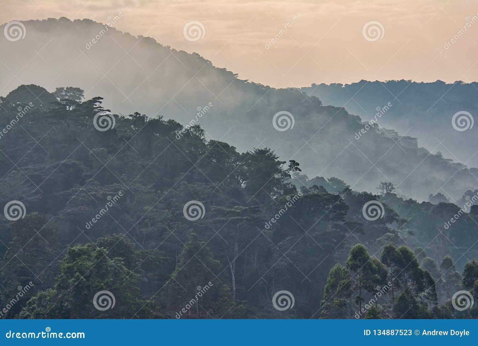 foliage and morning mist in bwindi impenetrable national park