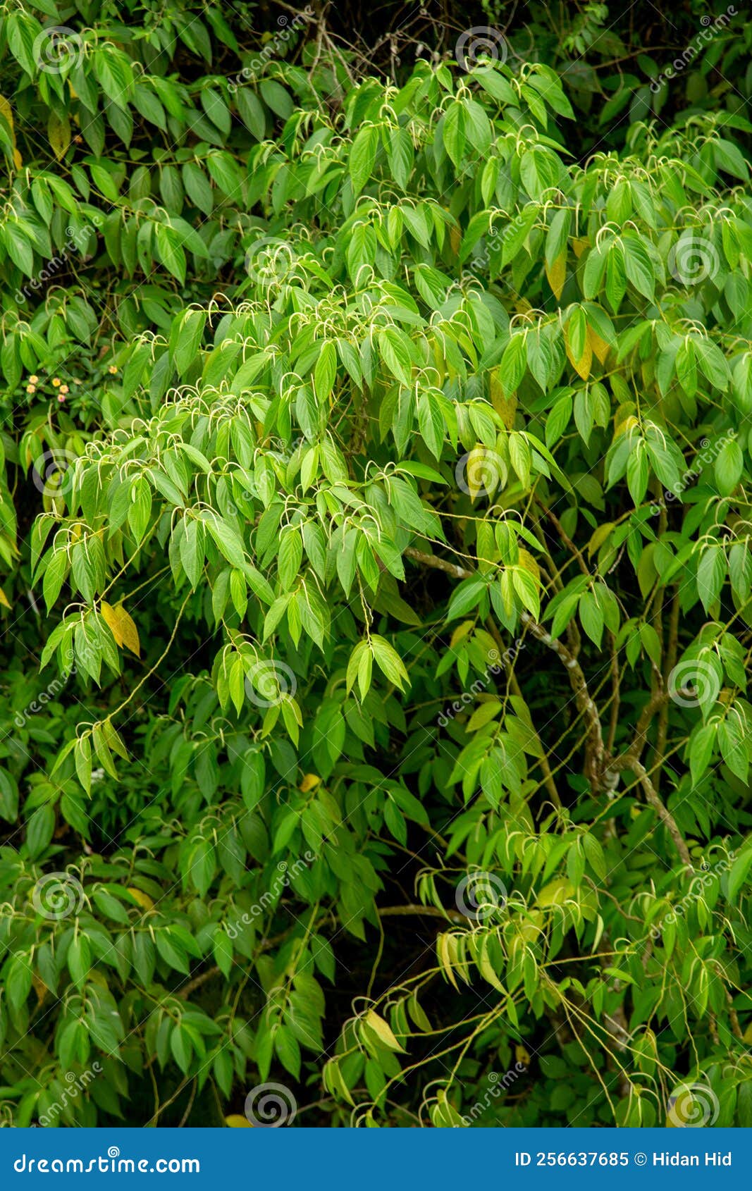 foliage of piper aduncum in the forest