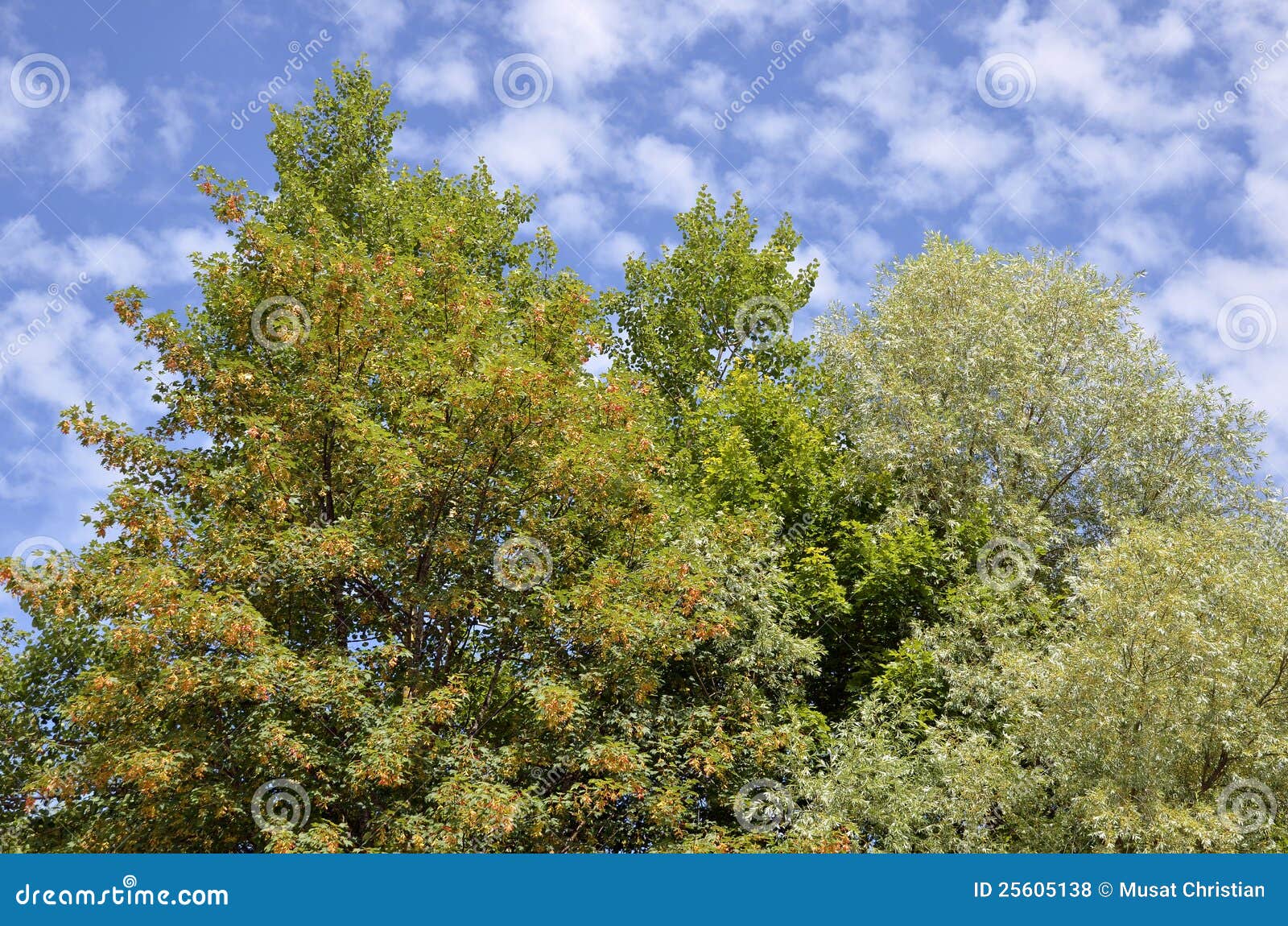 Foliage trees stock photo. Image of tree, wood, plant 25605138