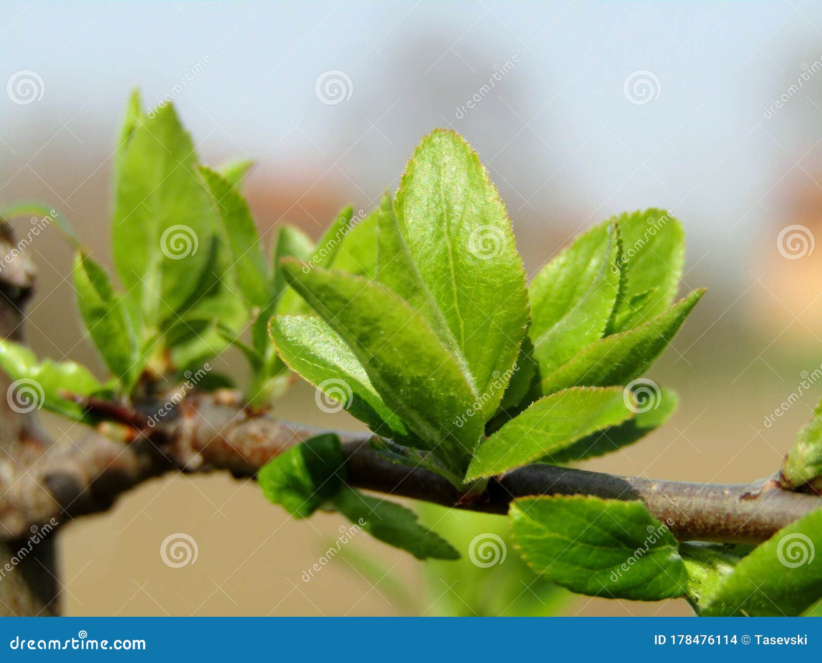 Foliage of young plum tree stock photo. Image of fruit 178476114