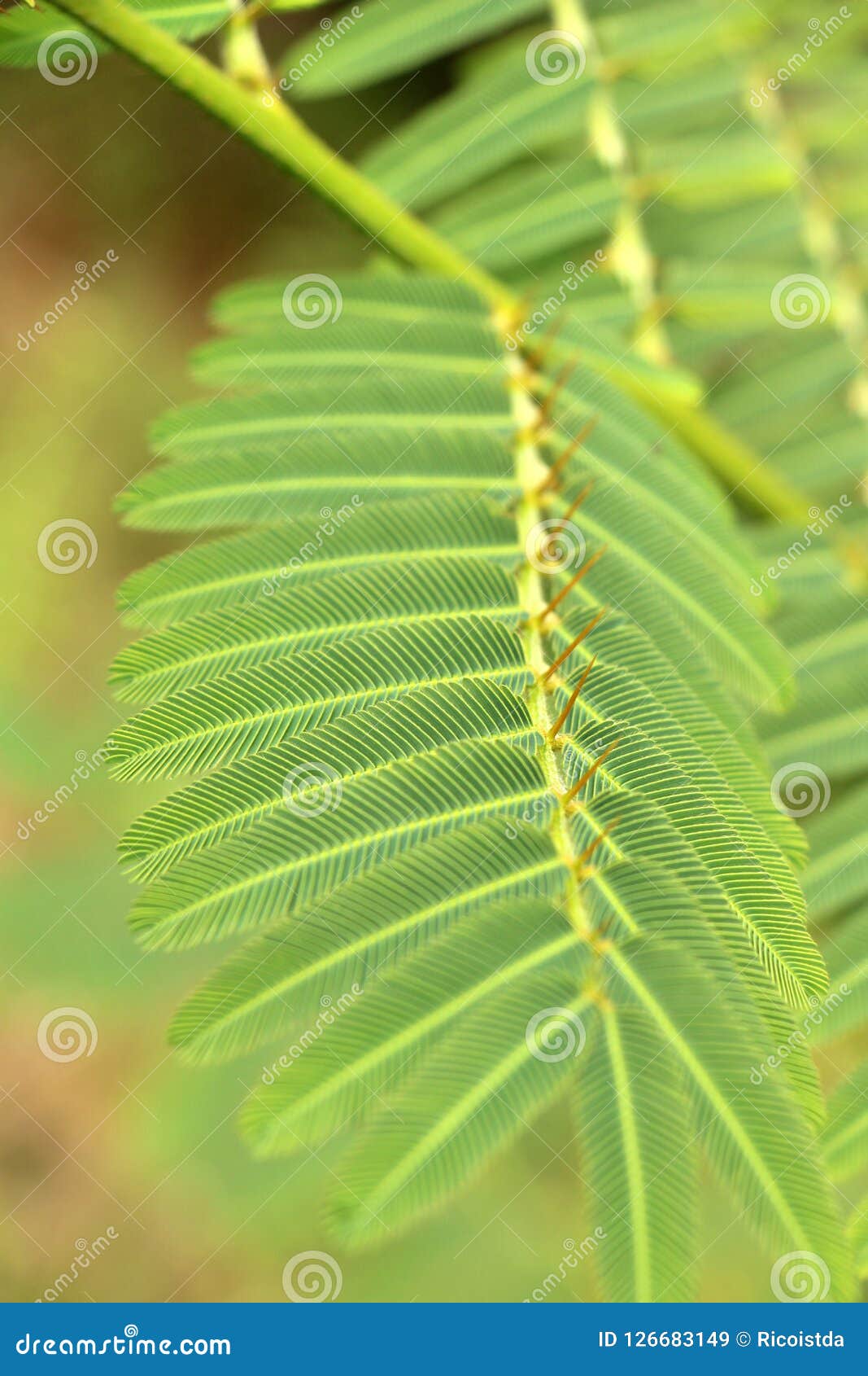 Follaje verde de las hojas hermosas de los helechos natural. Los helechos hermosos dejan a follaje verde el fondo floral natural del helecho en luz del sol