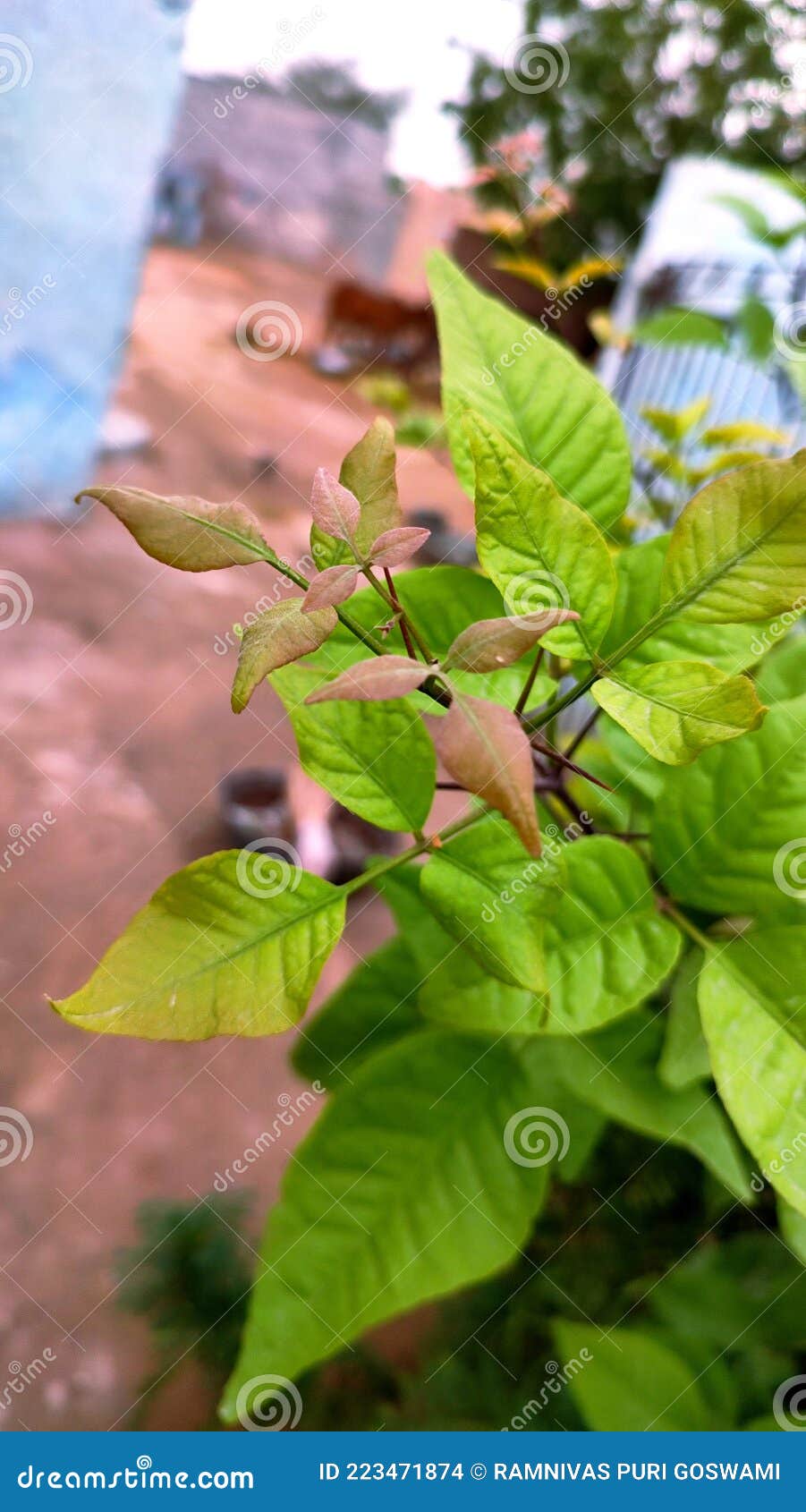 Phool Patti Stock Photos - Free & Royalty-Free Stock Photos from Dreamstime Phool Patti Stock Photos - Free & Royalty-Free Stock Photos from Dreamstime