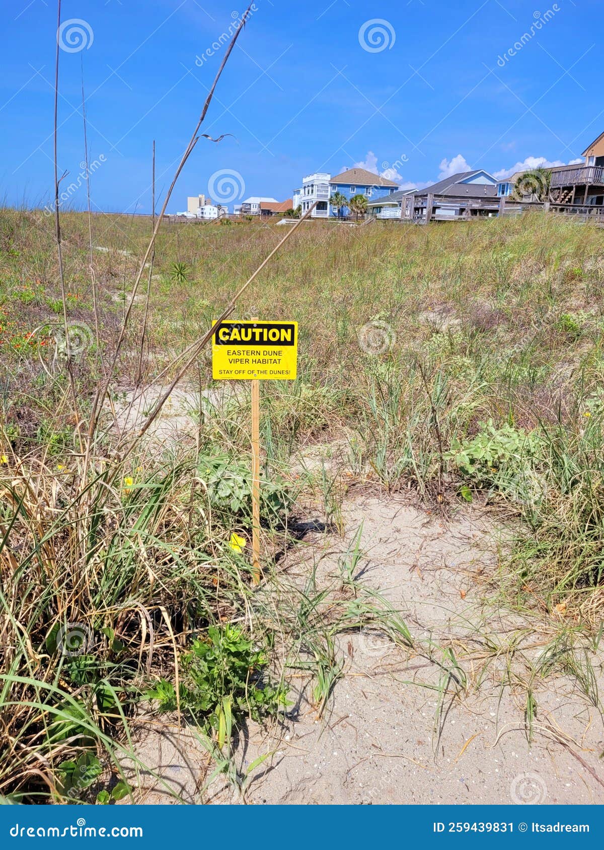 Folly beach South Carolina editorial photo. Image of plant 259439831