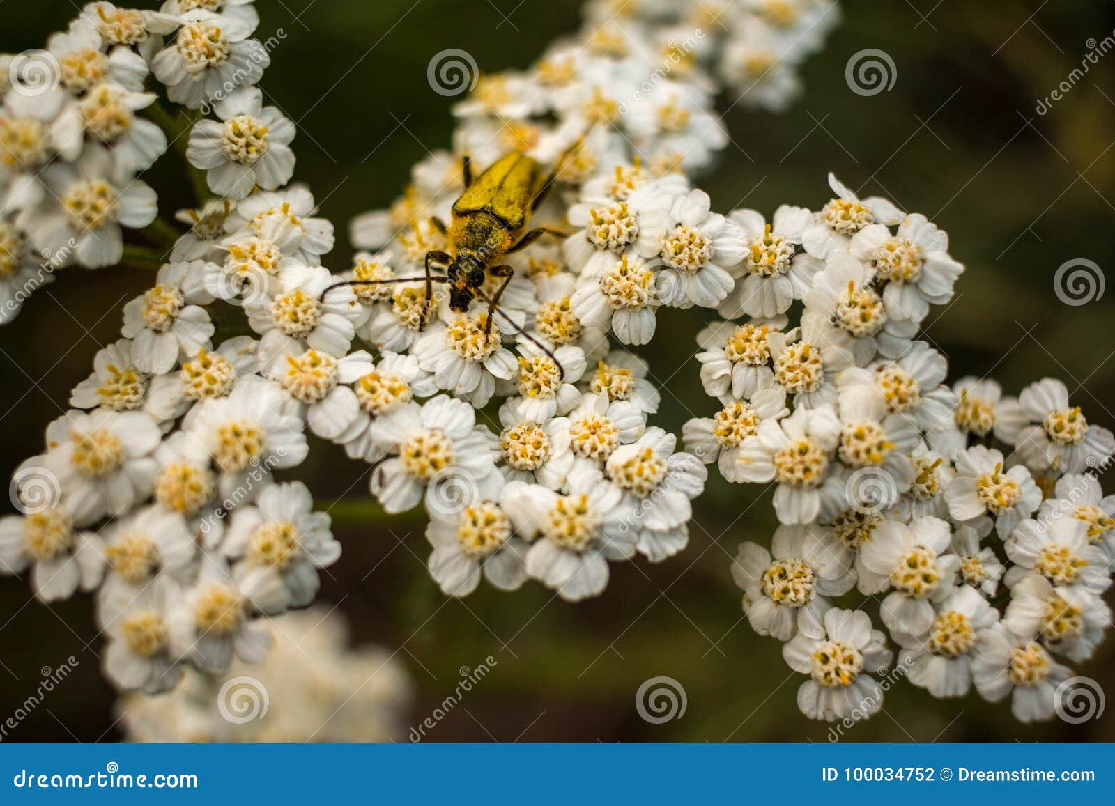 Fome do verão. Um inseto desugação que aprecia uma flor no final do verão Bralorne recolhido, BC, Canadá
