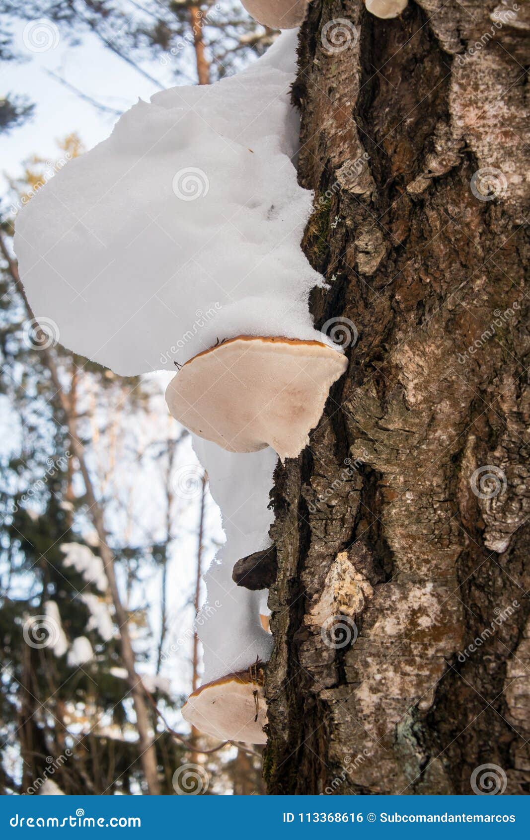 a mossy trunk with polypore funguses under snow caps.